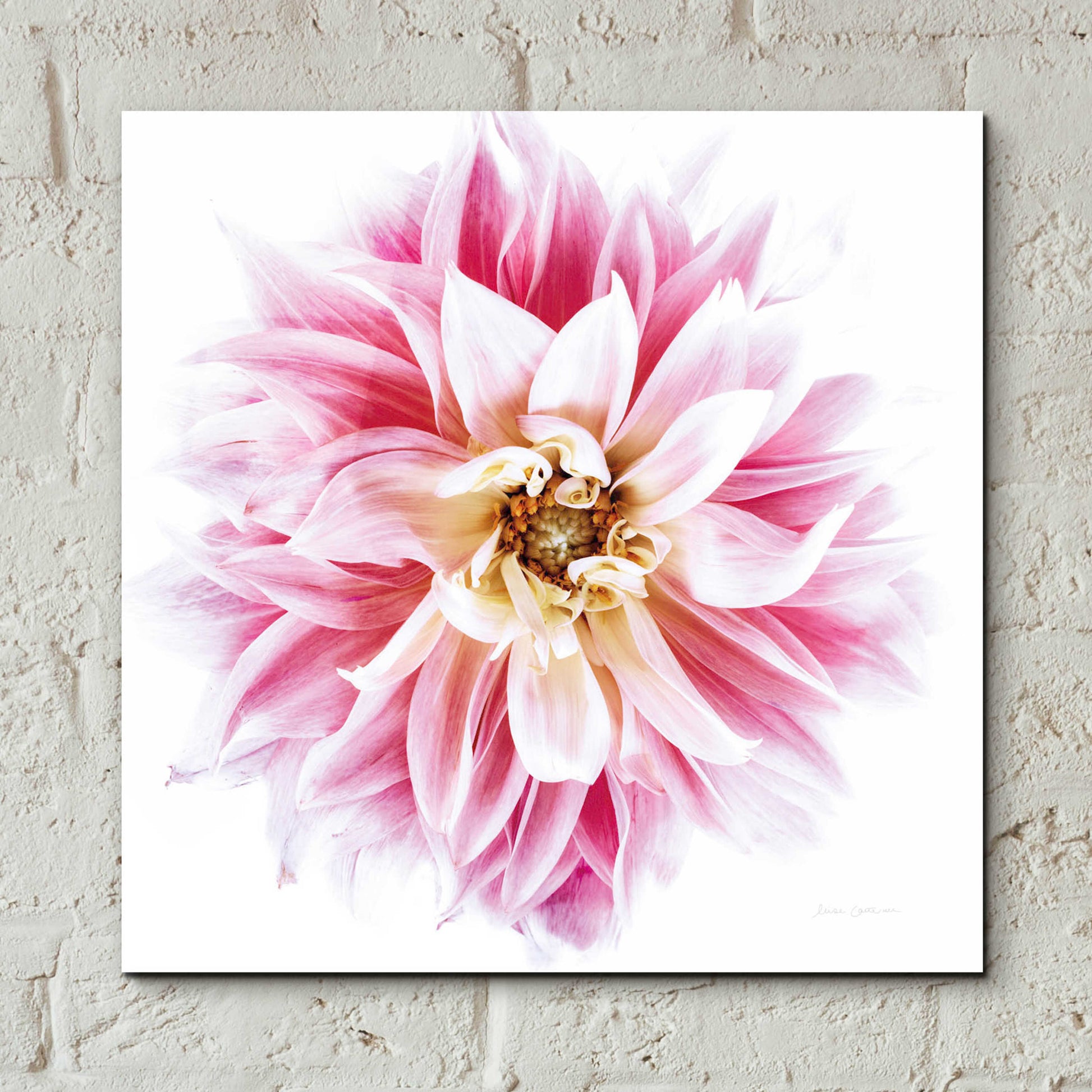 Epic Art 'Pink Dahlia' by Elise Catterall, Acrylic Glass Wall Art,12x12