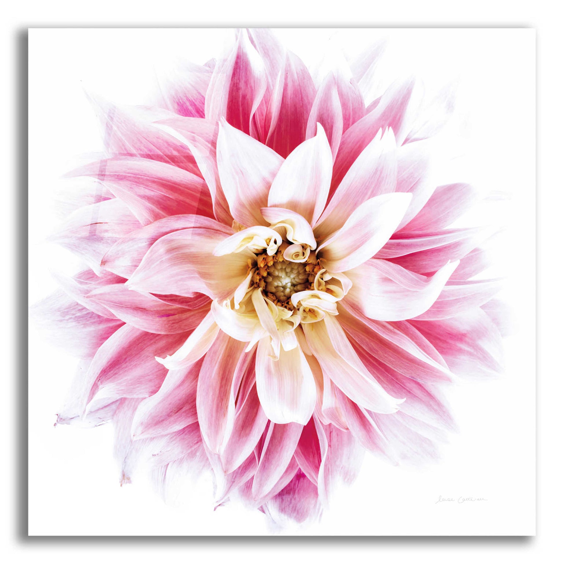 Epic Art 'Pink Dahlia' by Elise Catterall, Acrylic Glass Wall Art,12x12