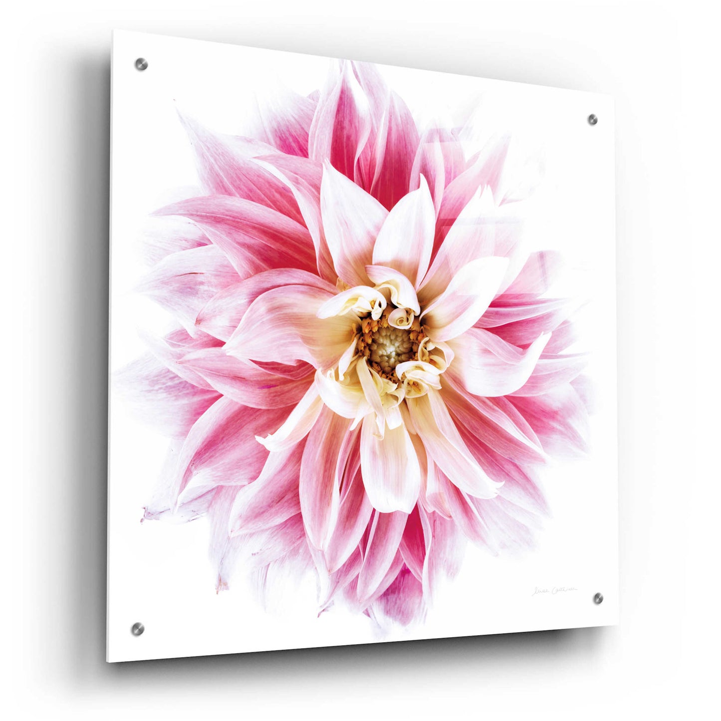 Epic Art 'Pink Dahlia' by Elise Catterall, Acrylic Glass Wall Art,24x24