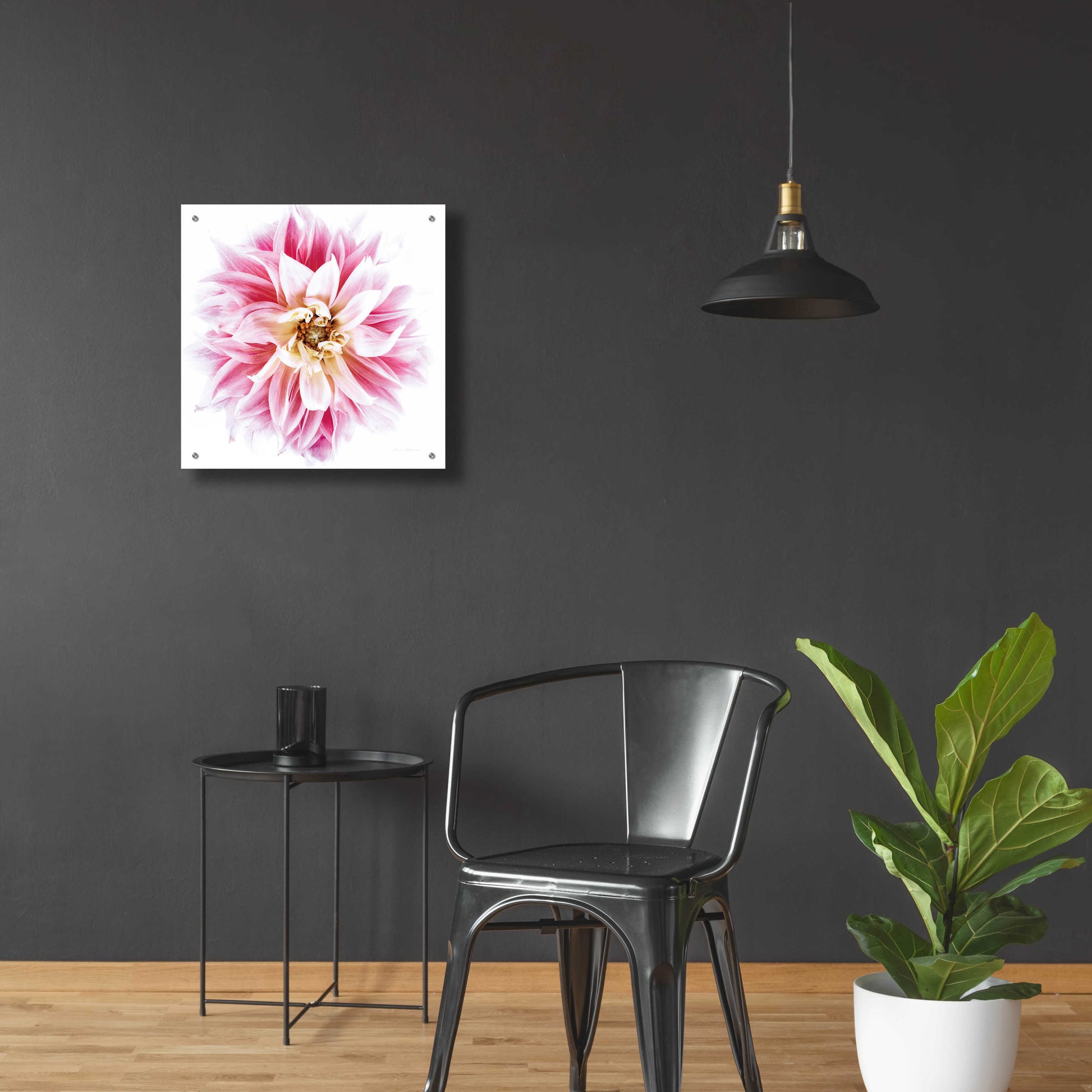 Epic Art 'Pink Dahlia' by Elise Catterall, Acrylic Glass Wall Art,24x24