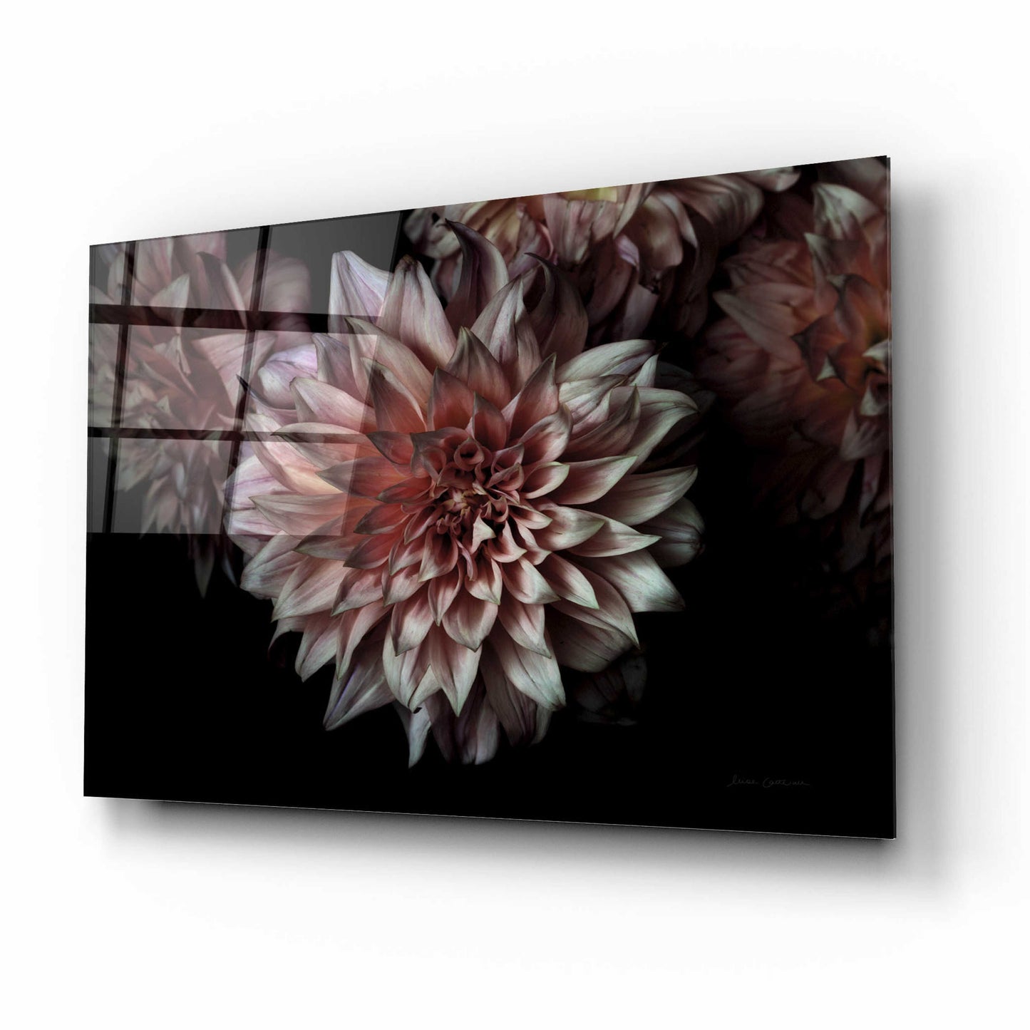 Epic Art 'Peach Dahlias' by Elise Catterall, Acrylic Glass Wall Art,16x12