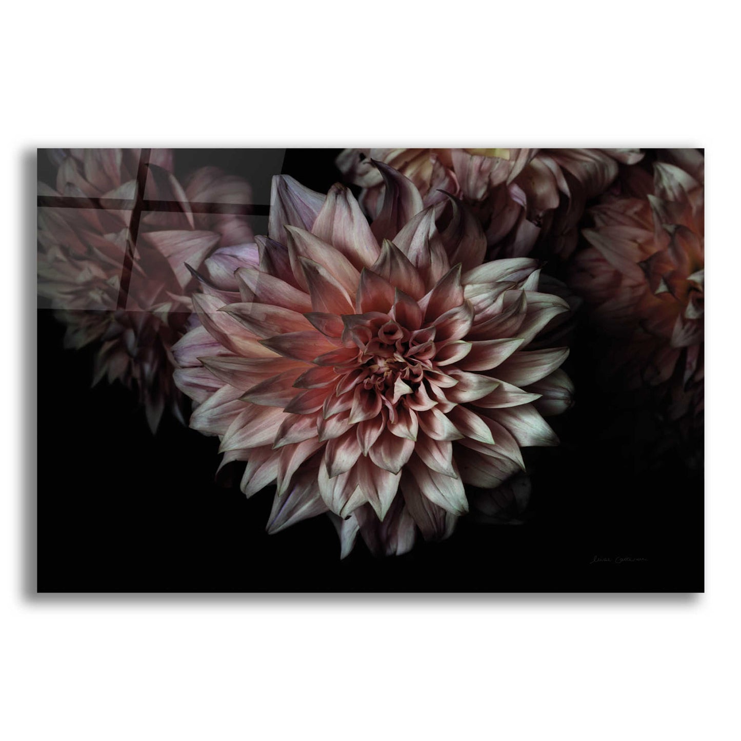 Epic Art 'Peach Dahlias' by Elise Catterall, Acrylic Glass Wall Art,16x12