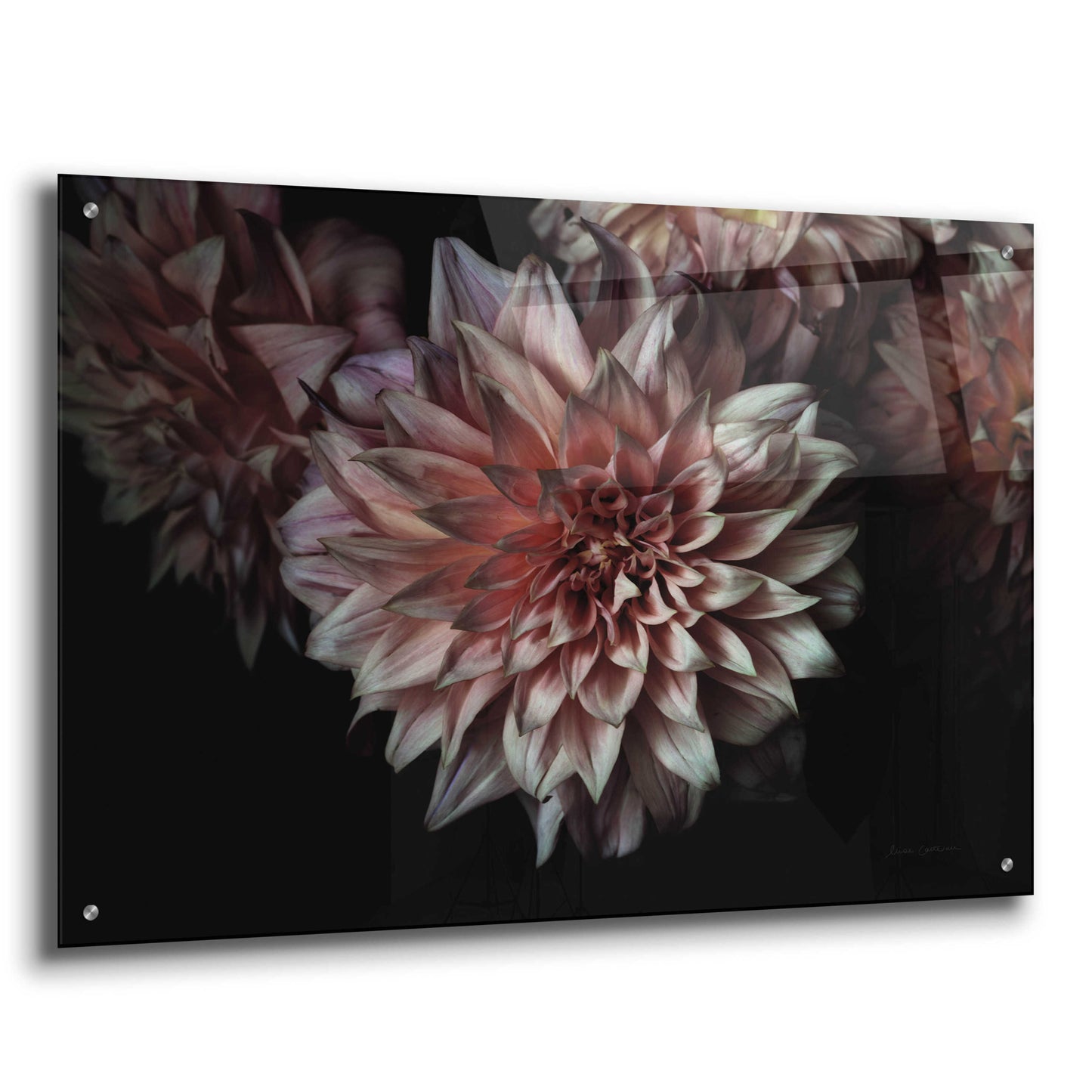 Epic Art 'Peach Dahlias' by Elise Catterall, Acrylic Glass Wall Art,36x24