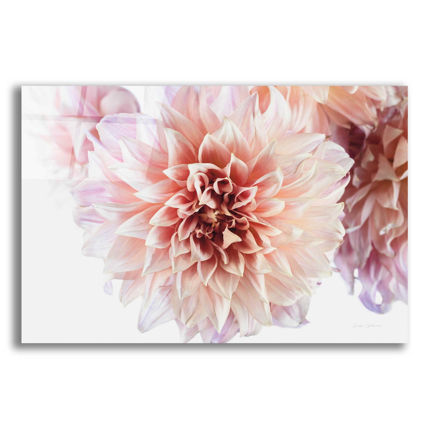 Epic Art 'Peach Dahlias Light' by Elise Catterall, Acrylic Glass Wall Art,16x12