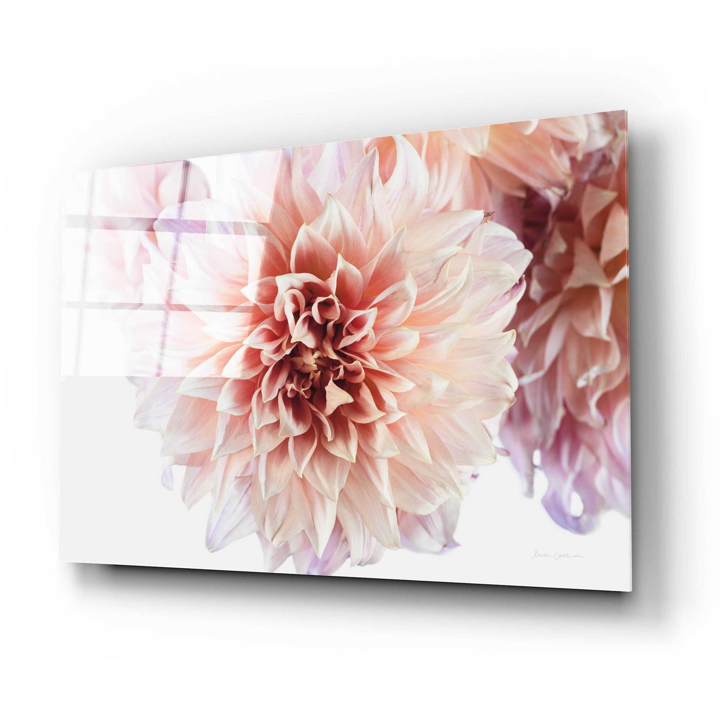 Epic Art 'Peach Dahlias Light' by Elise Catterall, Acrylic Glass Wall Art,24x16