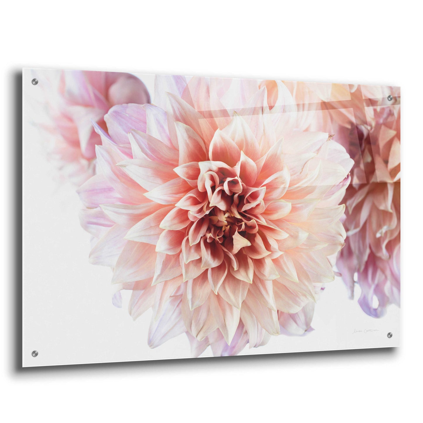 Epic Art 'Peach Dahlias Light' by Elise Catterall, Acrylic Glass Wall Art,36x24