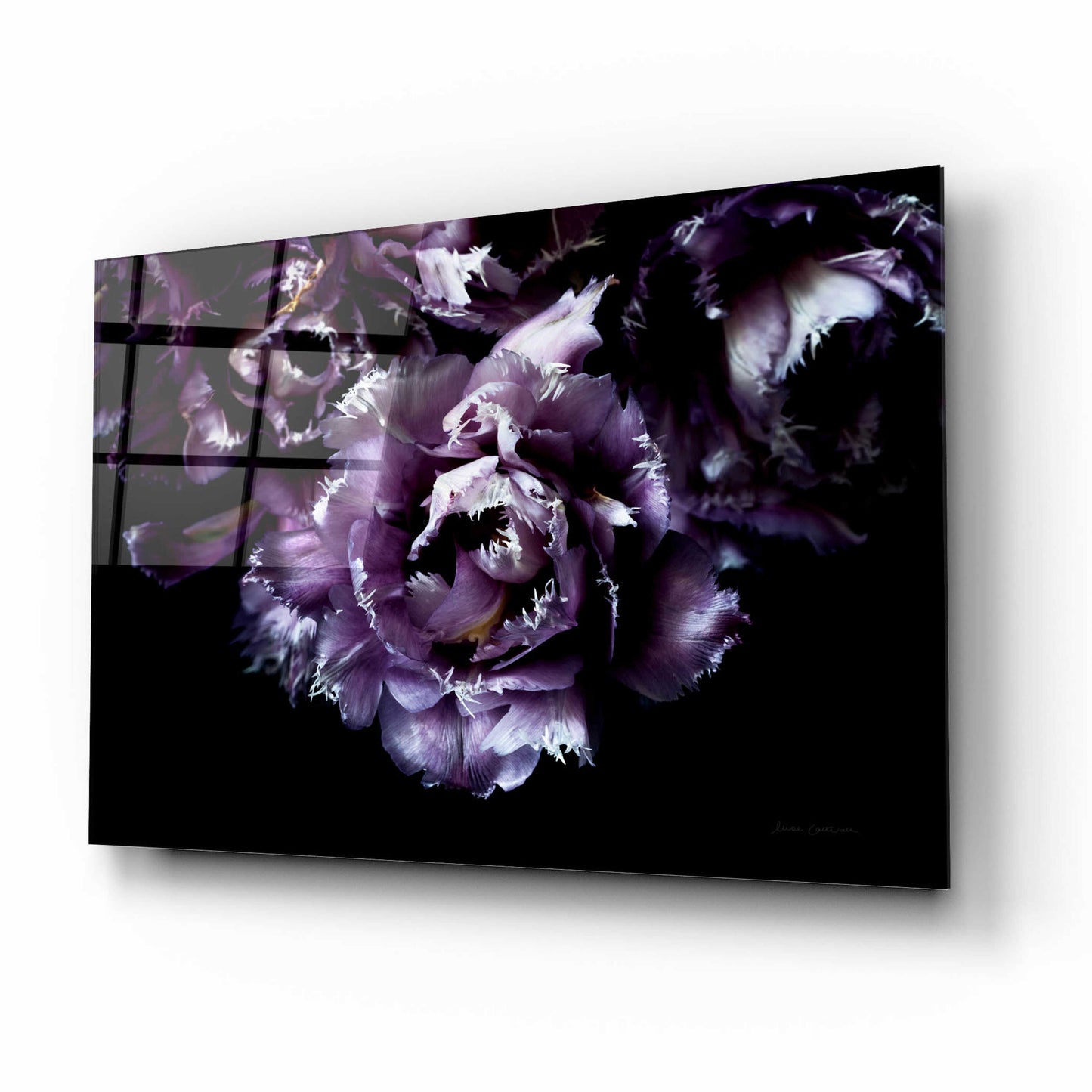 Epic Art 'Purple Fringed Tulips II' by Elise Catterall, Acrylic Glass Wall Art,16x12