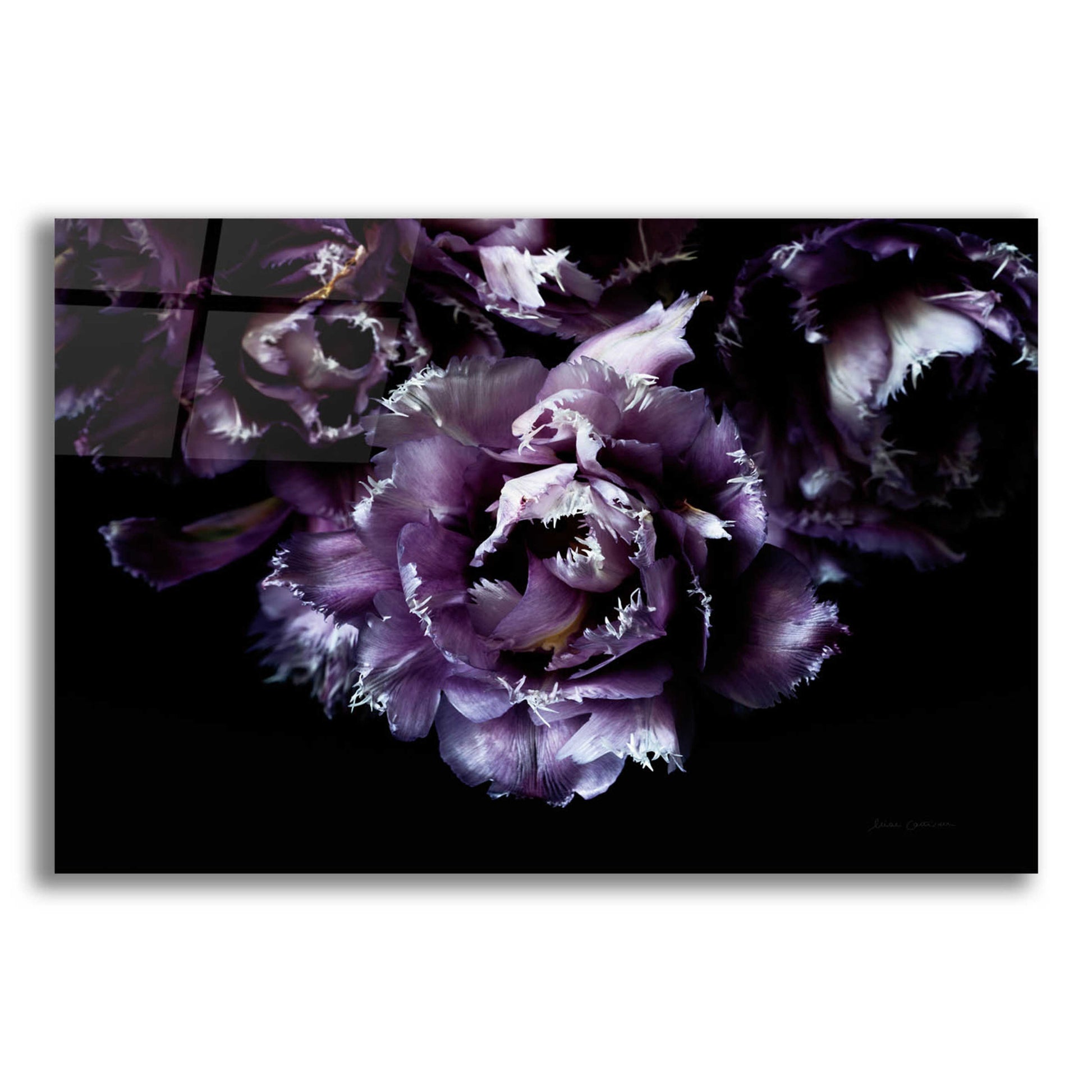 Epic Art 'Purple Fringed Tulips II' by Elise Catterall, Acrylic Glass Wall Art,16x12