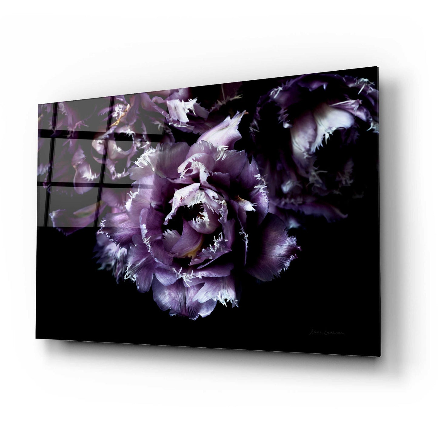 Epic Art 'Purple Fringed Tulips II' by Elise Catterall, Acrylic Glass Wall Art,24x16