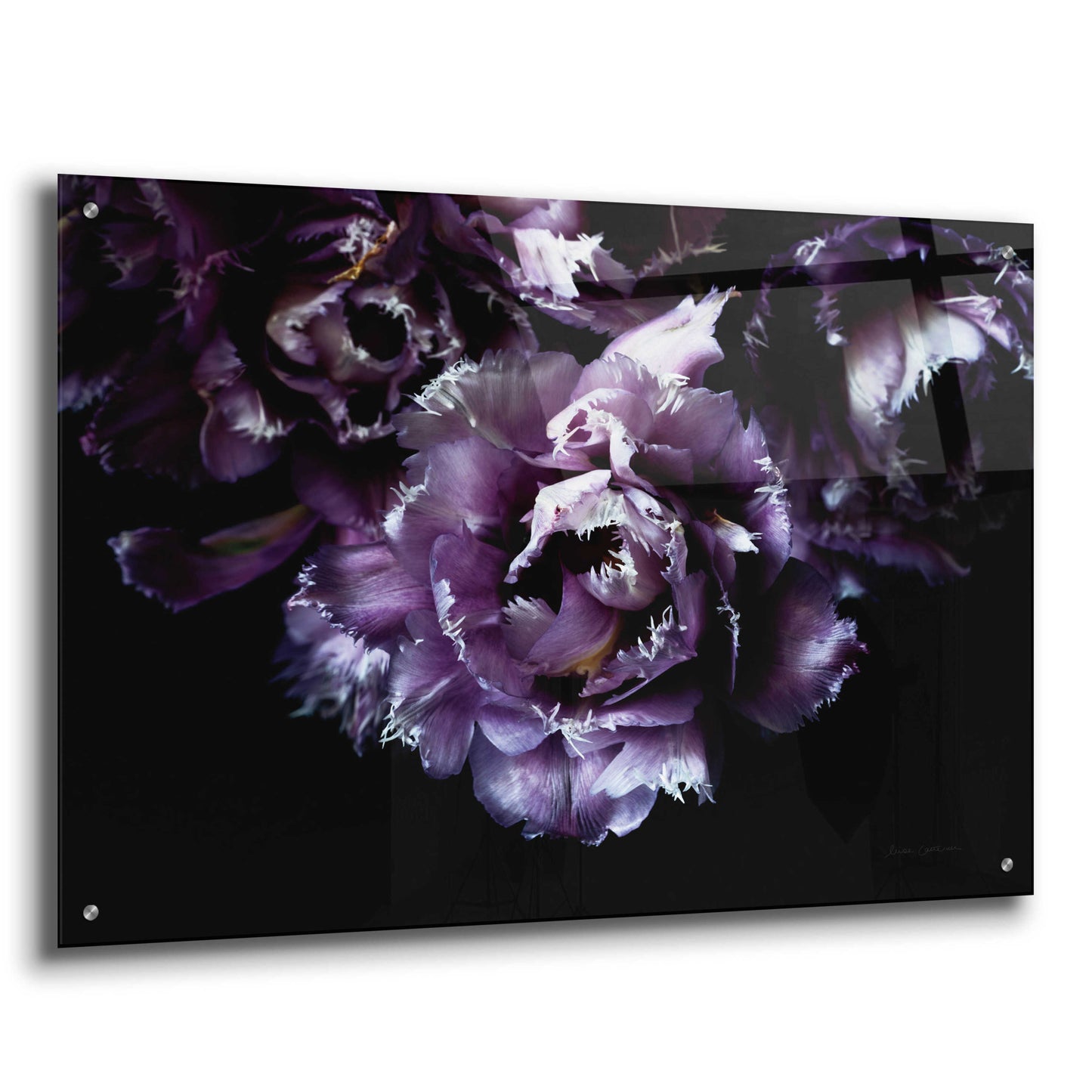 Epic Art 'Purple Fringed Tulips II' by Elise Catterall, Acrylic Glass Wall Art,36x24