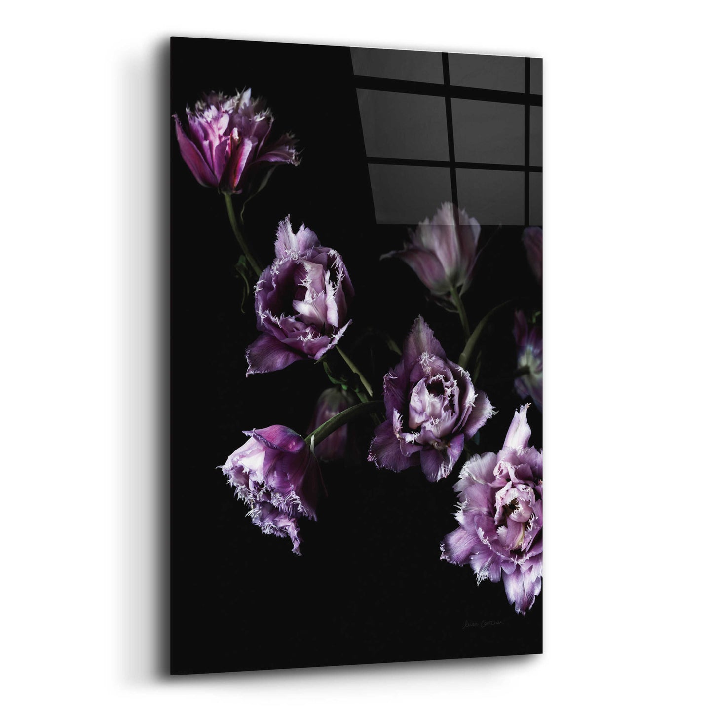 Epic Art 'Purple Fringed Tulips III' by Elise Catterall, Acrylic Glass Wall Art,12x16