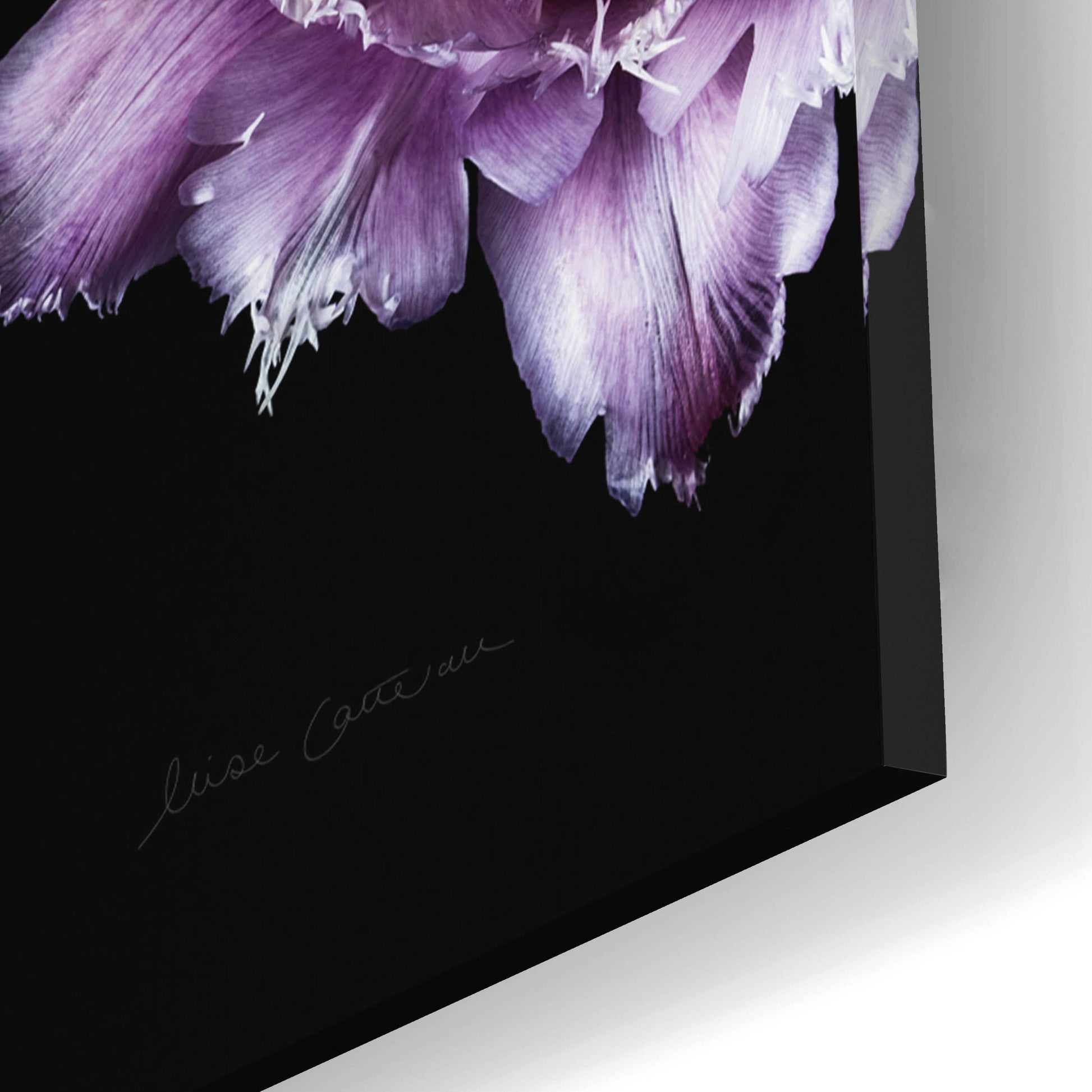 Epic Art 'Purple Fringed Tulips III' by Elise Catterall, Acrylic Glass Wall Art,12x16