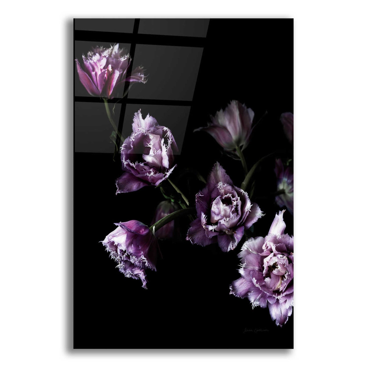 Epic Art 'Purple Fringed Tulips III' by Elise Catterall, Acrylic Glass Wall Art,12x16