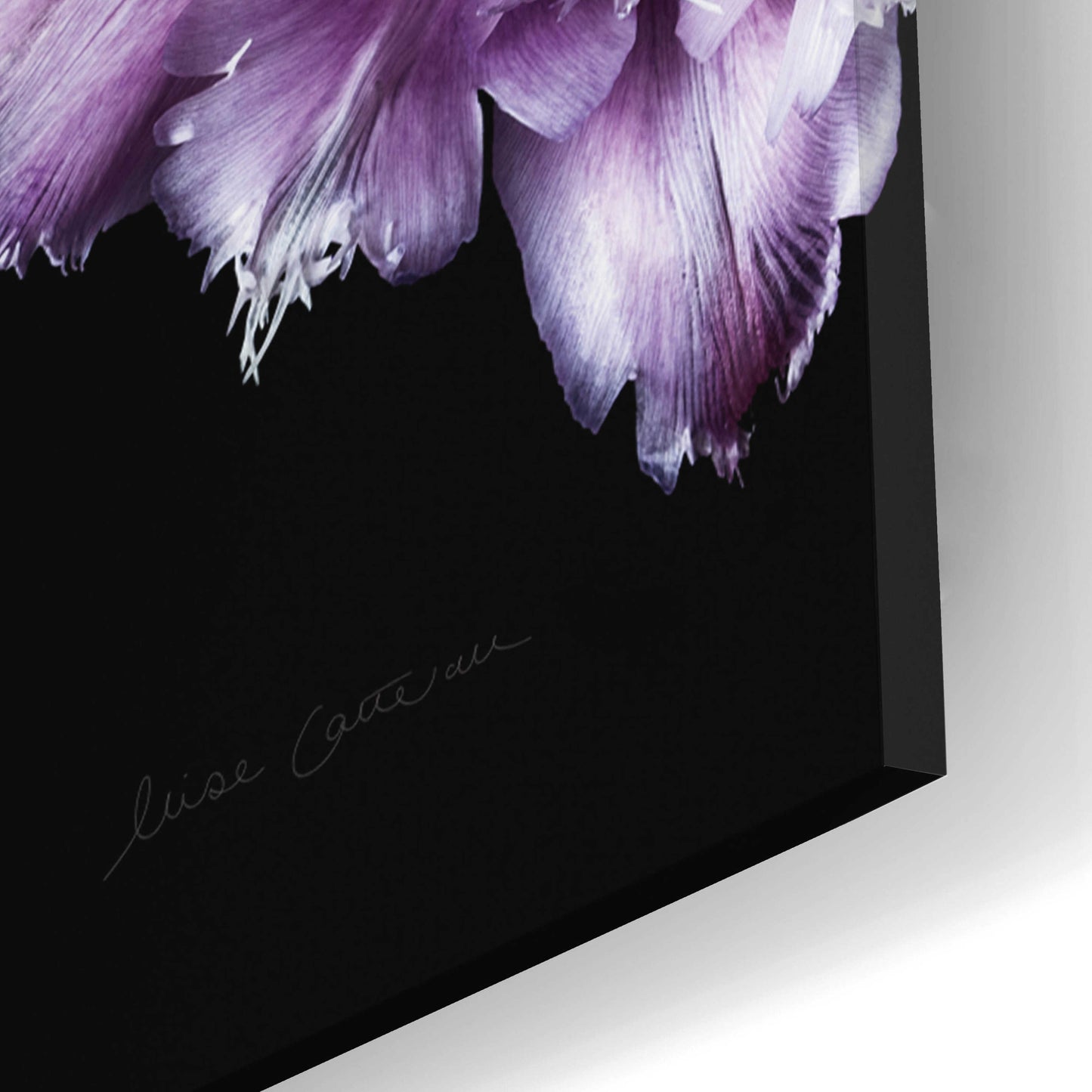 Epic Art 'Purple Fringed Tulips III' by Elise Catterall, Acrylic Glass Wall Art,16x24