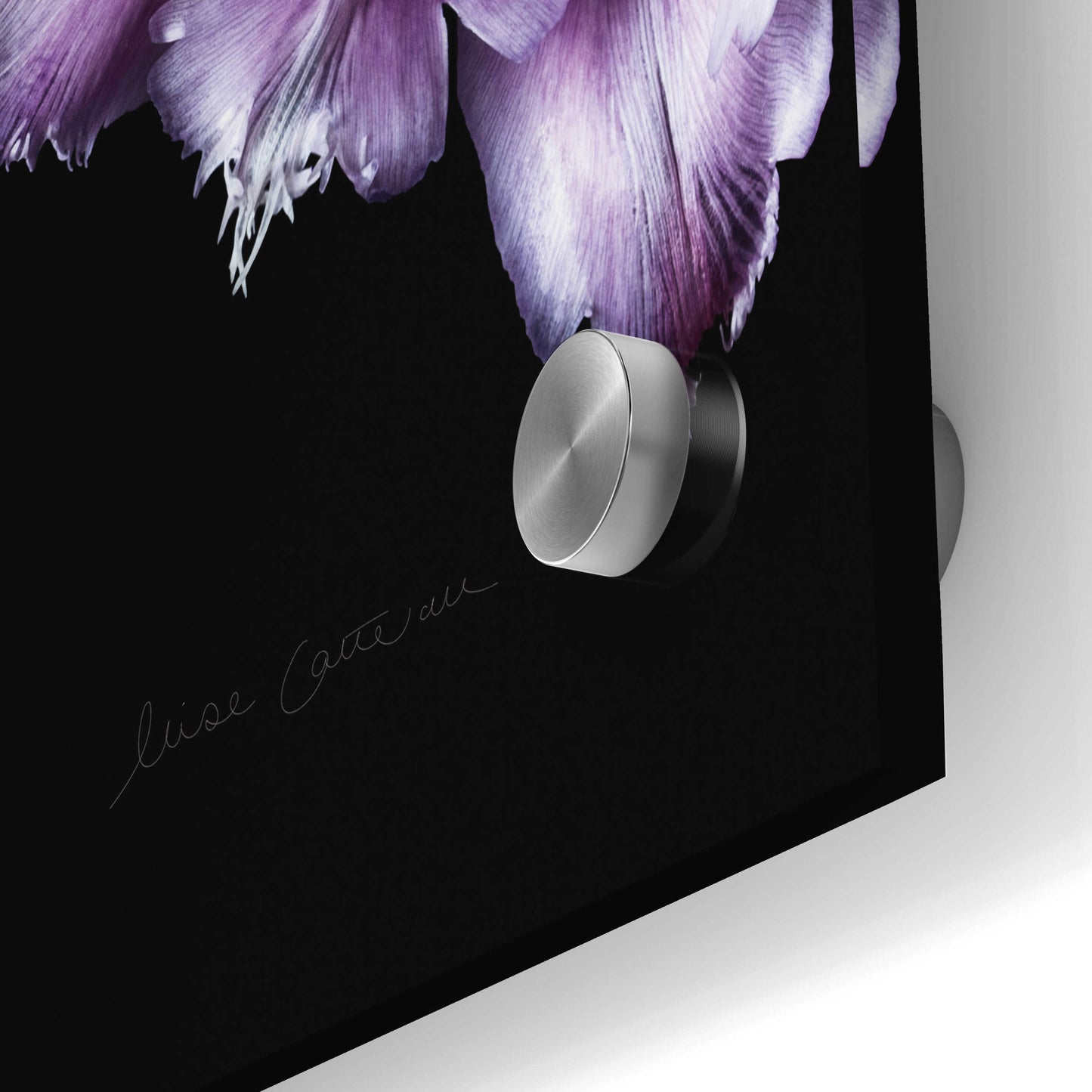 Epic Art 'Purple Fringed Tulips III' by Elise Catterall, Acrylic Glass Wall Art,24x36