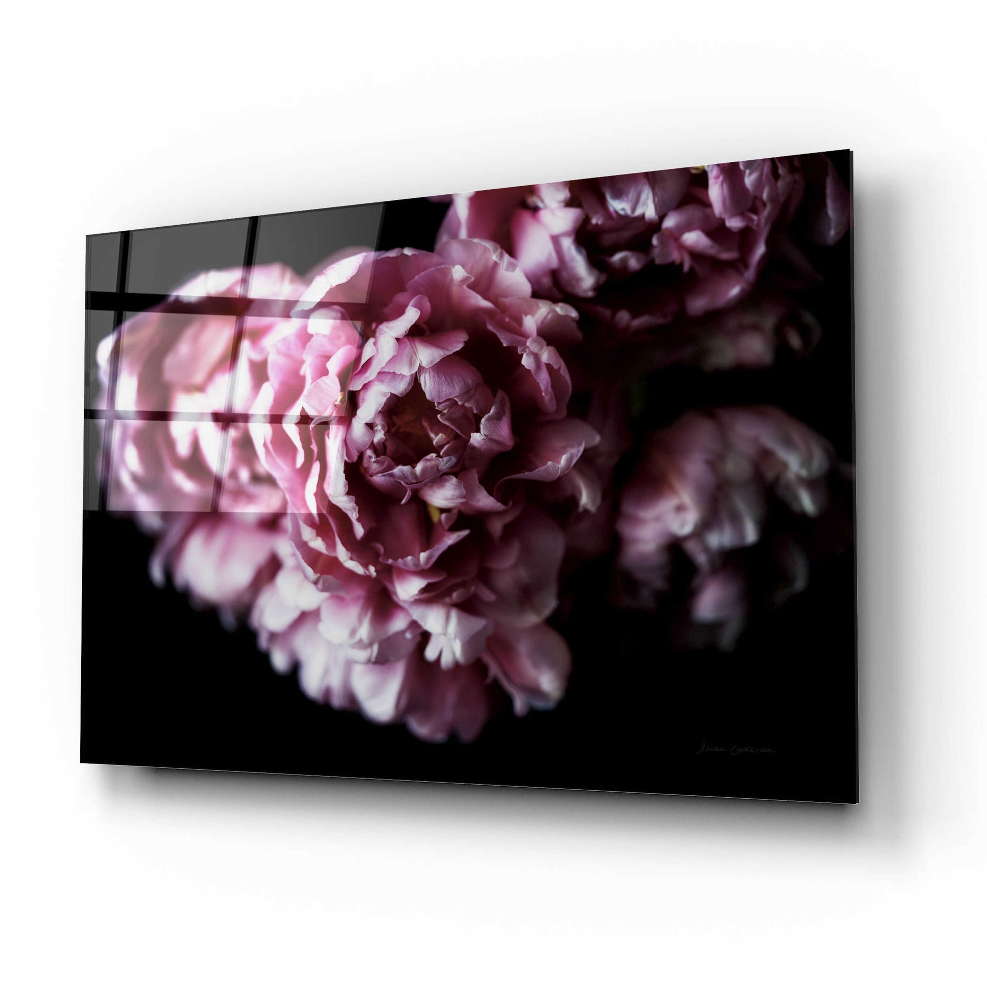 Epic Art 'Pink Double Tulips' by Elise Catterall, Acrylic Glass Wall Art,16x12