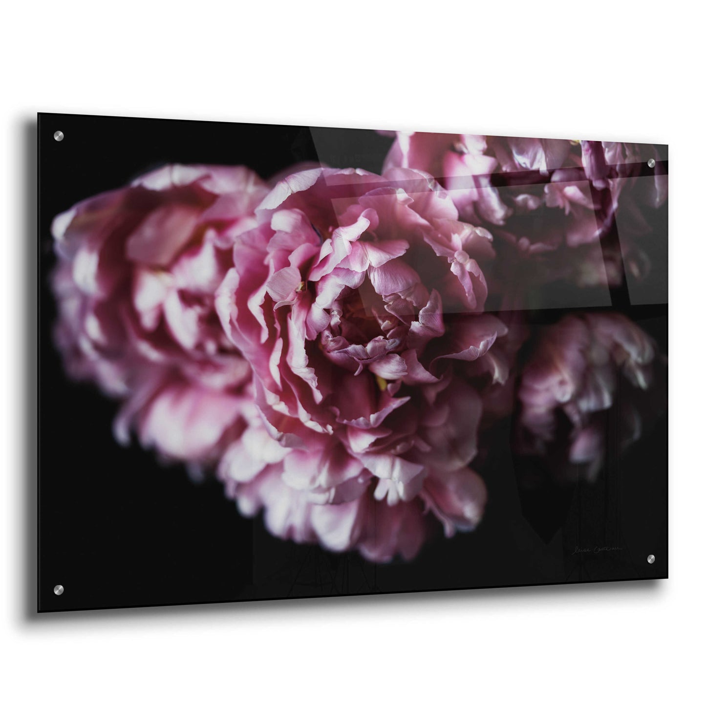 Epic Art 'Pink Double Tulips' by Elise Catterall, Acrylic Glass Wall Art,36x24