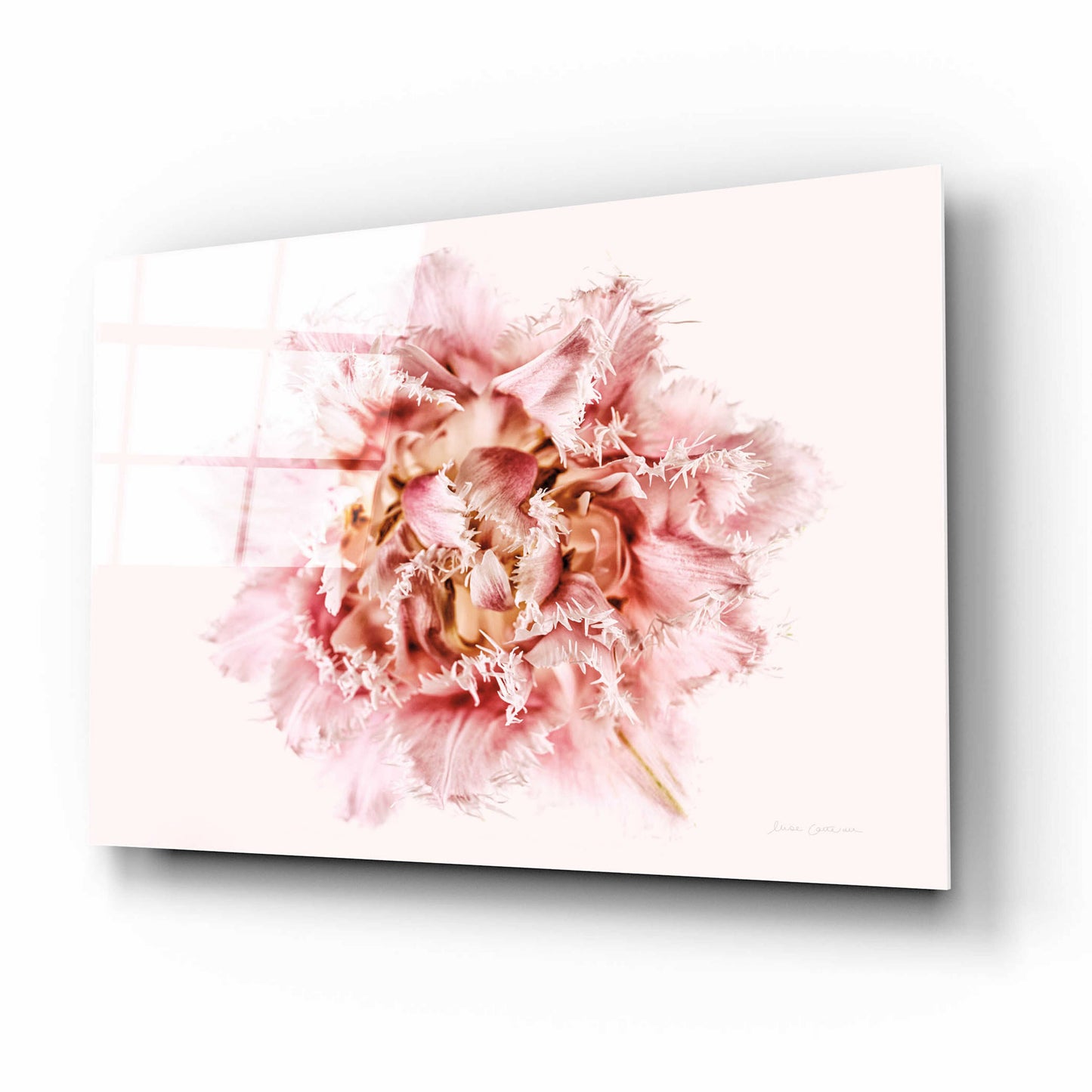 Epic Art 'Pink Fringed Tulip' by Elise Catterall, Acrylic Glass Wall Art,16x12