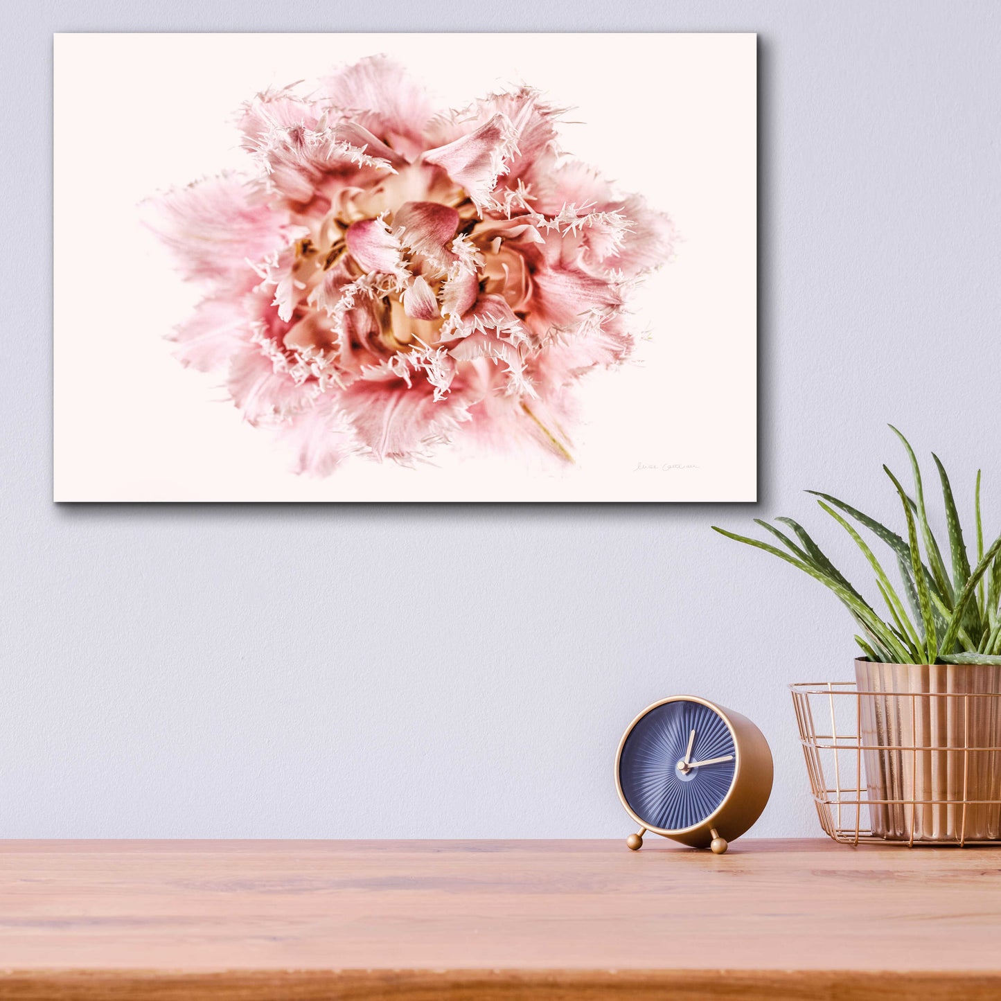 Epic Art 'Pink Fringed Tulip' by Elise Catterall, Acrylic Glass Wall Art,16x12