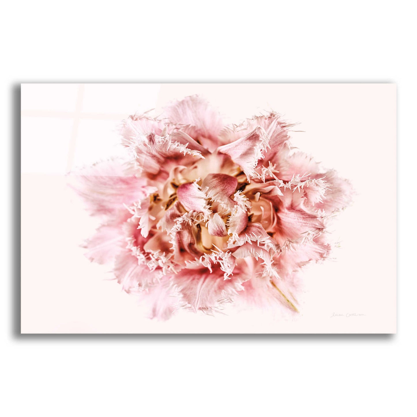 Epic Art 'Pink Fringed Tulip' by Elise Catterall, Acrylic Glass Wall Art,24x16