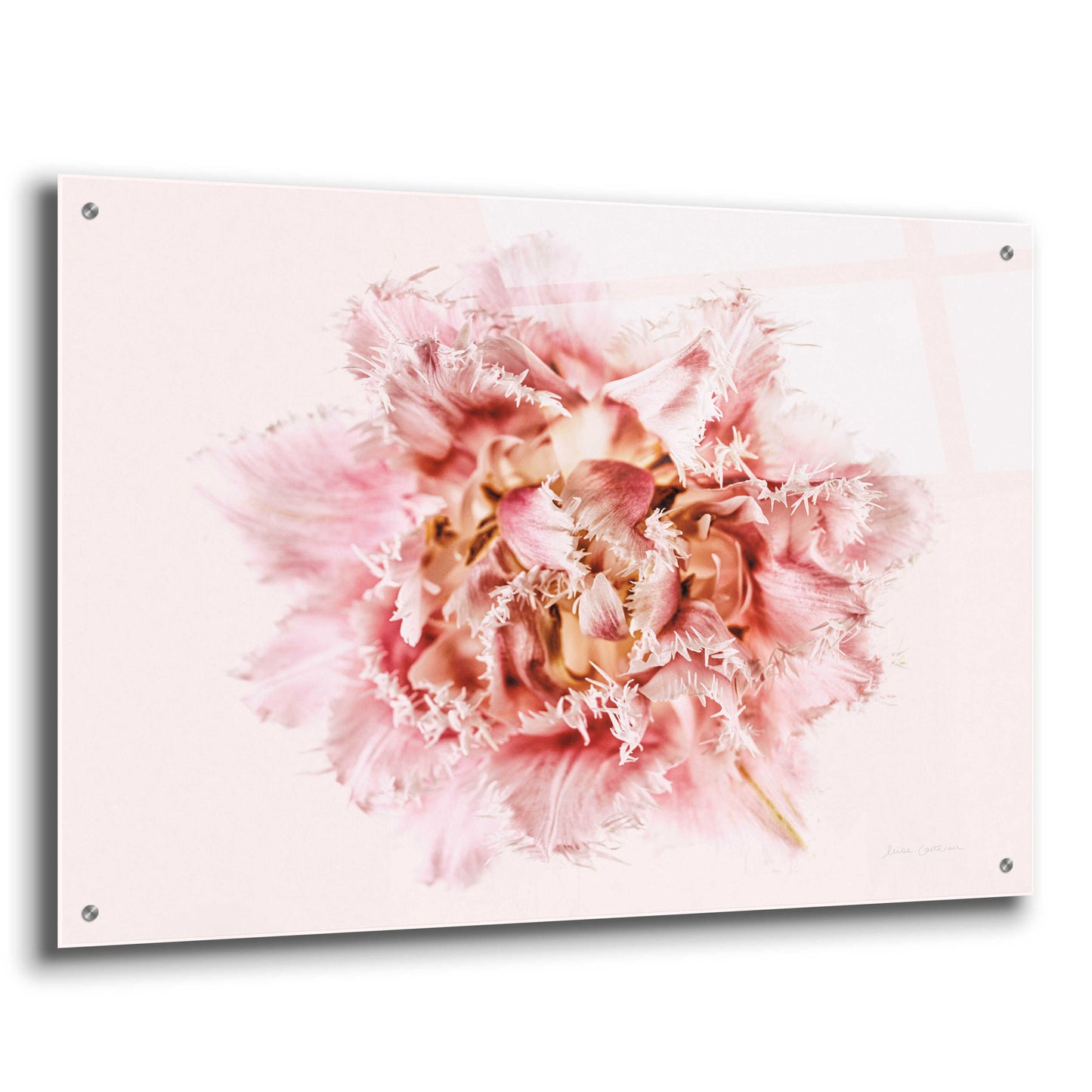 Epic Art 'Pink Fringed Tulip' by Elise Catterall, Acrylic Glass Wall Art,36x24