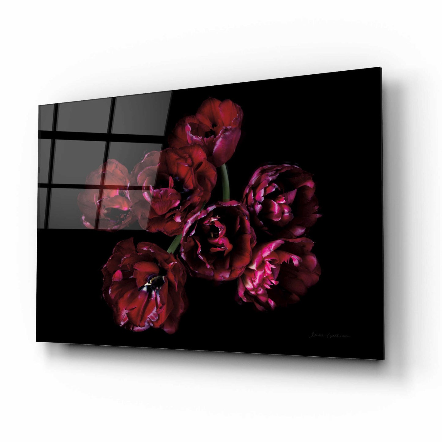 Epic Art 'Red Double Tulips' by Elise Catterall, Acrylic Glass Wall Art,16x12