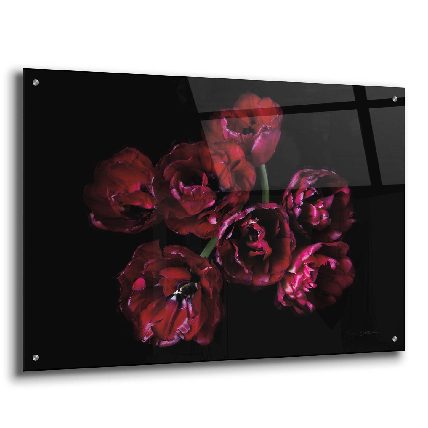 Epic Art 'Red Double Tulips' by Elise Catterall, Acrylic Glass Wall Art,36x24