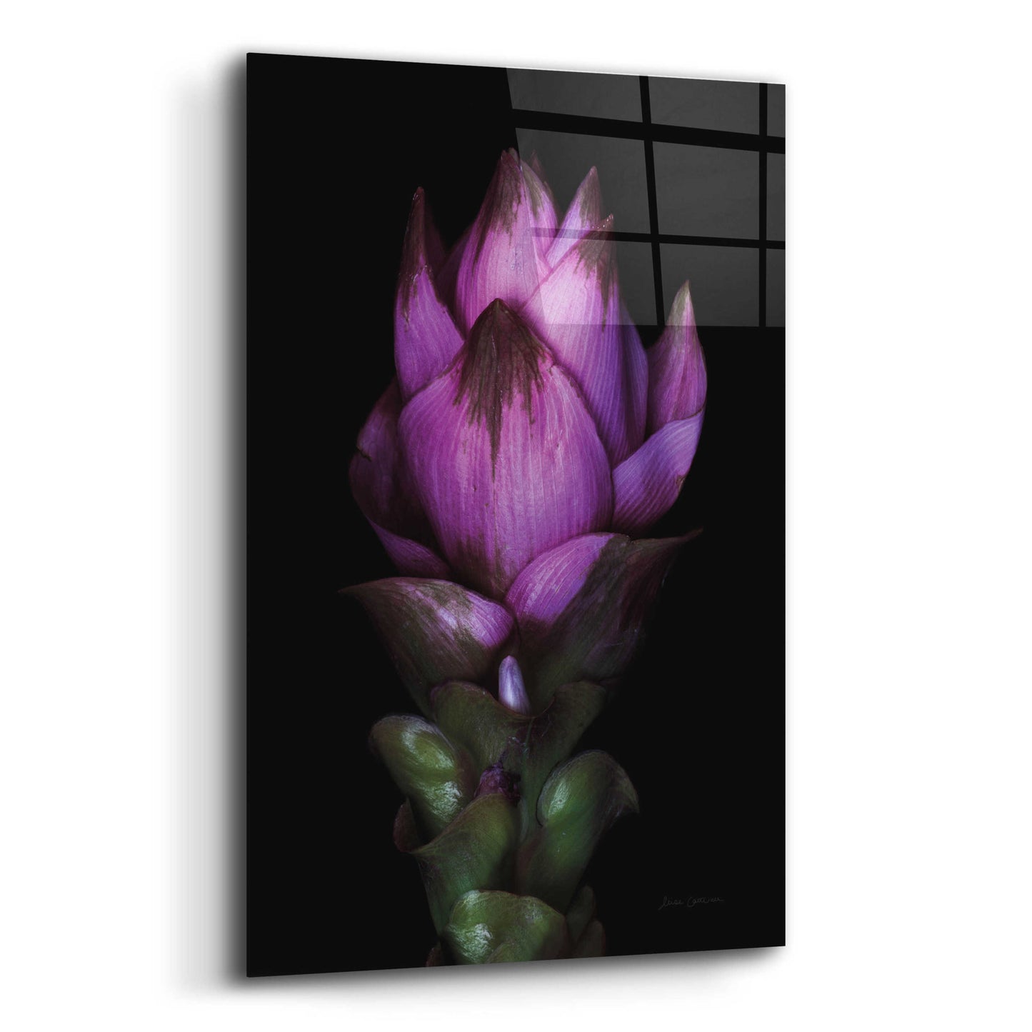 Epic Art 'Siam Tulip' by Elise Catterall, Acrylic Glass Wall Art,12x16