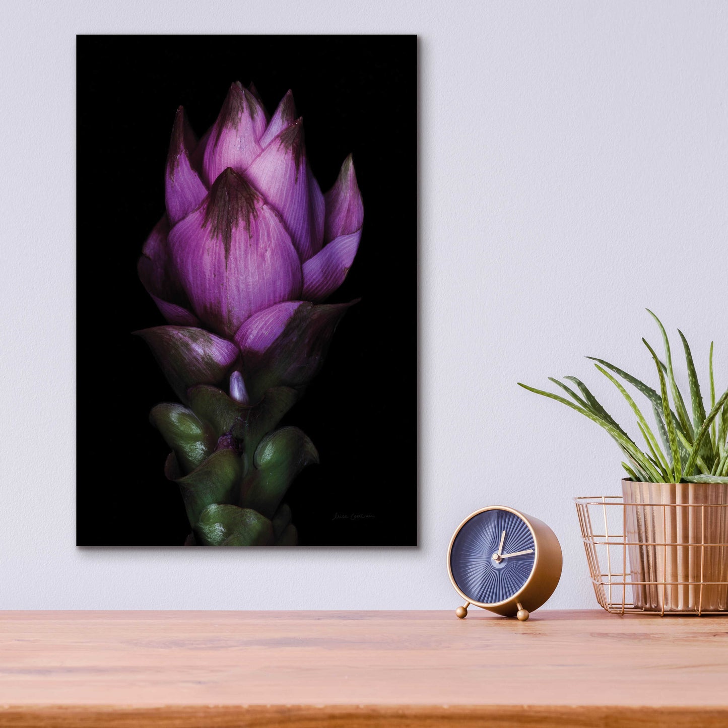 Epic Art 'Siam Tulip' by Elise Catterall, Acrylic Glass Wall Art,12x16