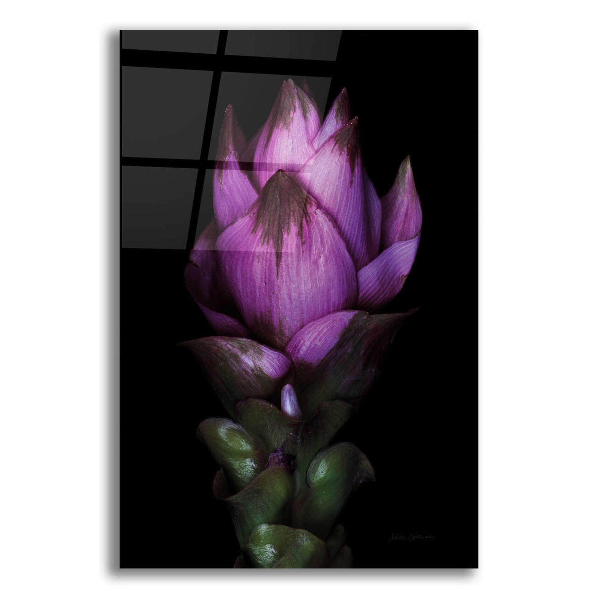 Epic Art 'Siam Tulip' by Elise Catterall, Acrylic Glass Wall Art,12x16