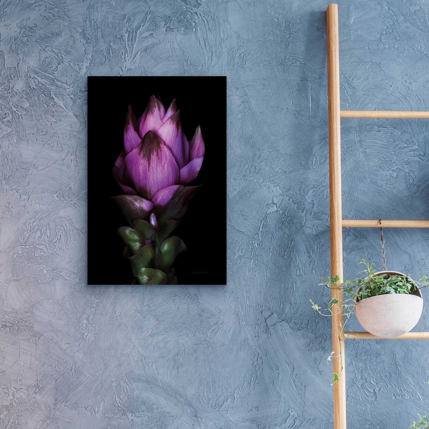 Epic Art 'Siam Tulip' by Elise Catterall, Acrylic Glass Wall Art,16x24