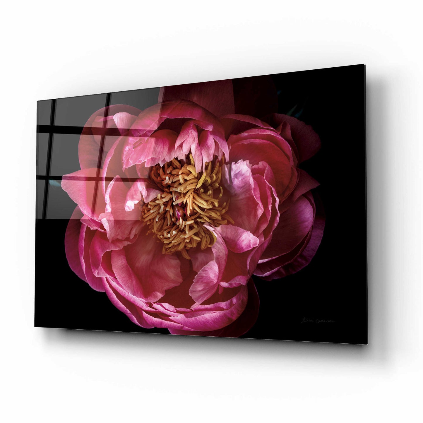 Epic Art 'Coral Peony' by Elise Catterall, Acrylic Glass Wall Art,16x12