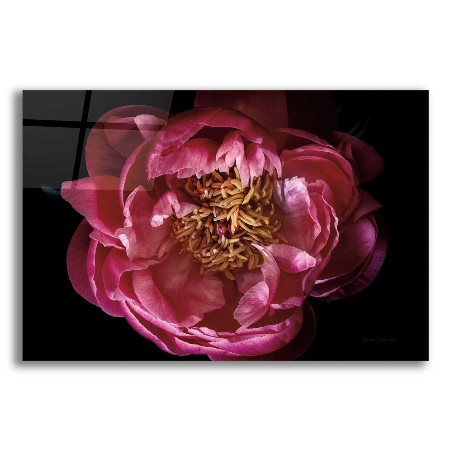 Epic Art 'Coral Peony' by Elise Catterall, Acrylic Glass Wall Art,16x12