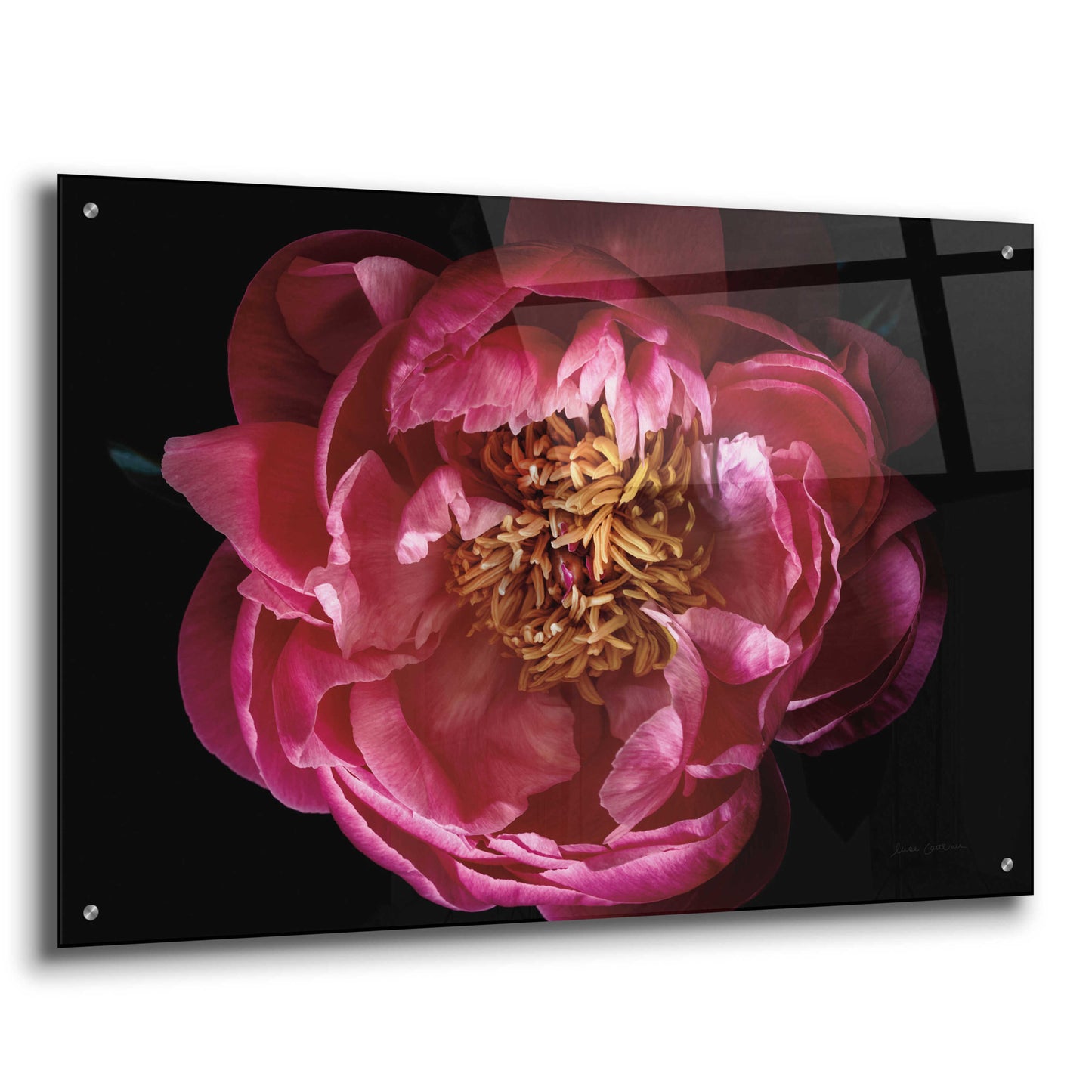 Epic Art 'Coral Peony' by Elise Catterall, Acrylic Glass Wall Art,36x24