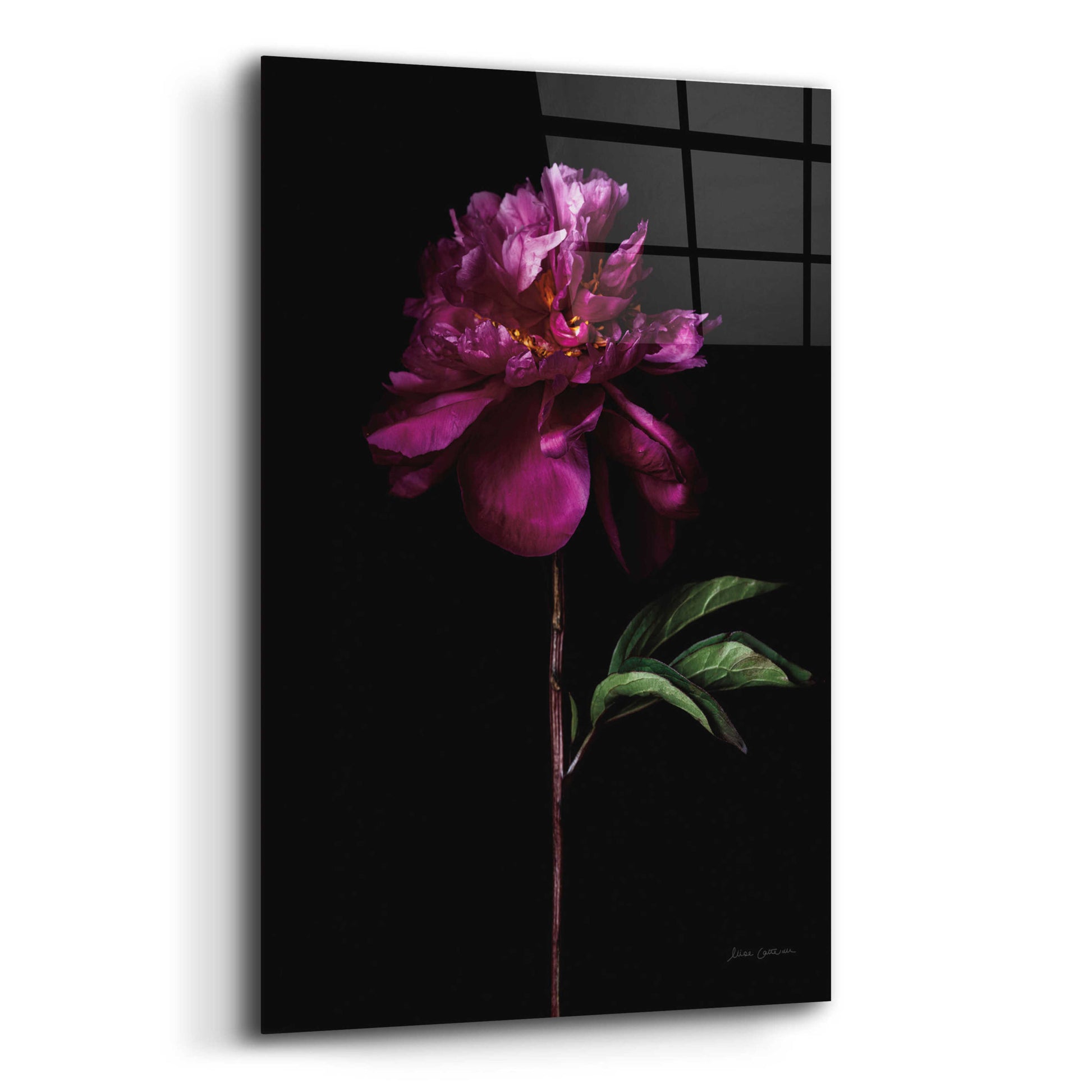 Epic Art 'Peony Portrait' by Elise Catterall, Acrylic Glass Wall Art,12x16