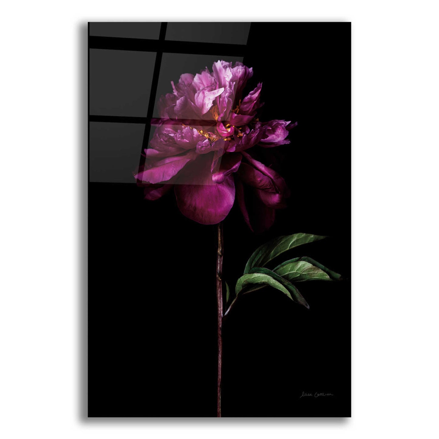 Epic Art 'Peony Portrait' by Elise Catterall, Acrylic Glass Wall Art,12x16