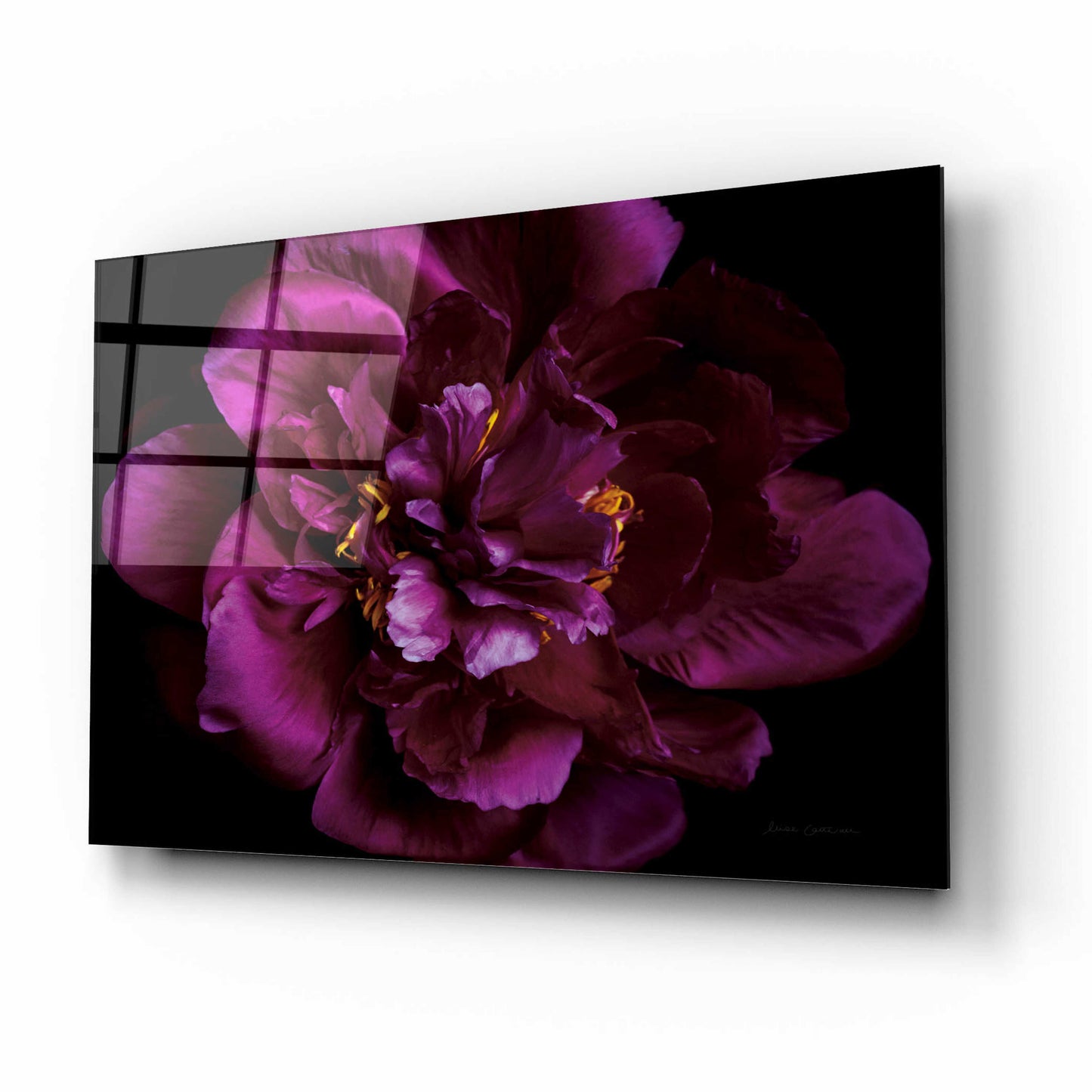 Epic Art 'Vivid Dark Peony' by Elise Catterall, Acrylic Glass Wall Art,16x12