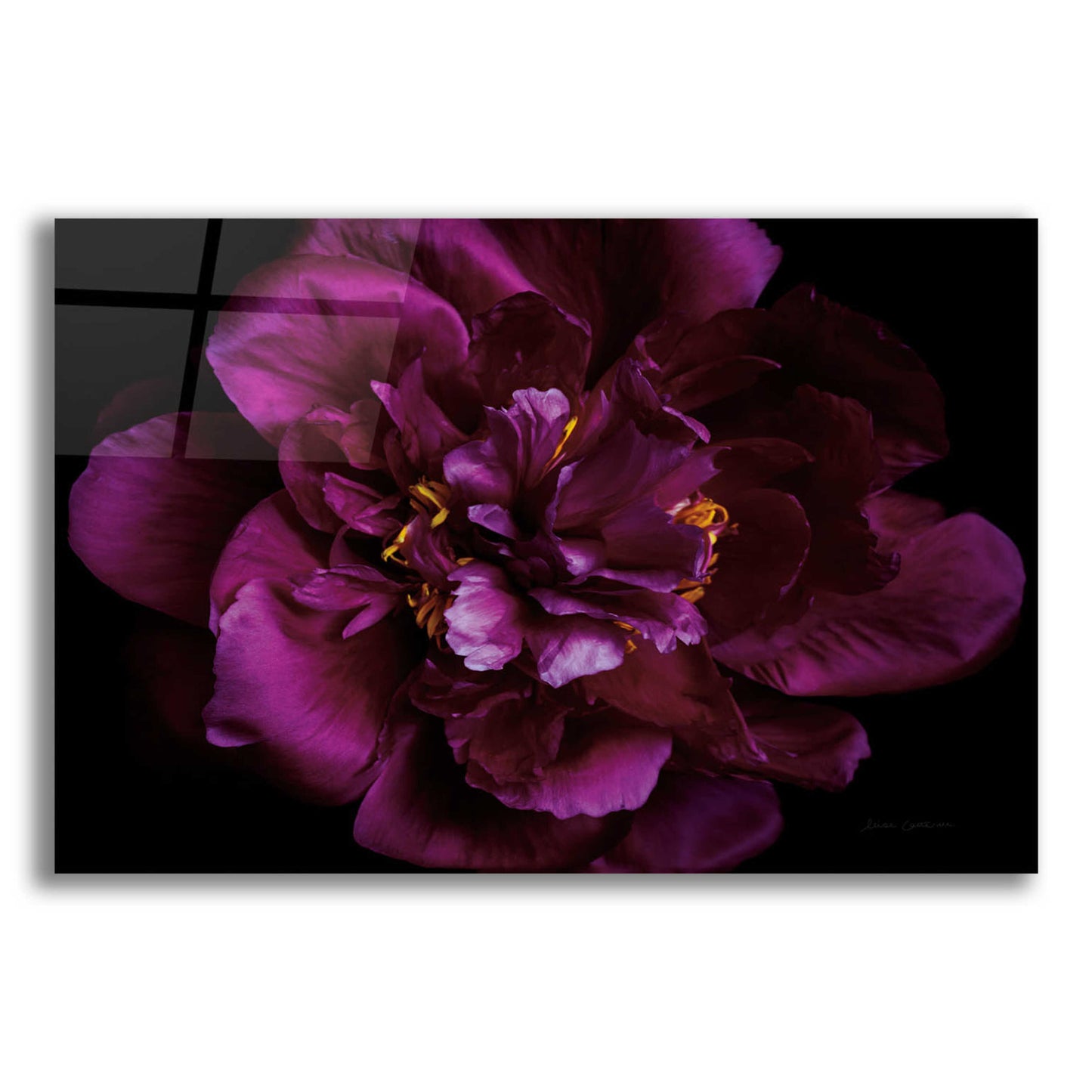 Epic Art 'Vivid Dark Peony' by Elise Catterall, Acrylic Glass Wall Art,16x12