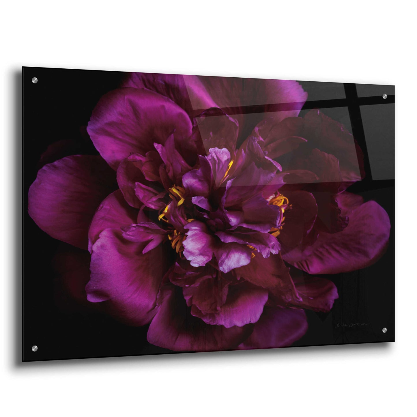 Epic Art 'Vivid Dark Peony' by Elise Catterall, Acrylic Glass Wall Art,36x24