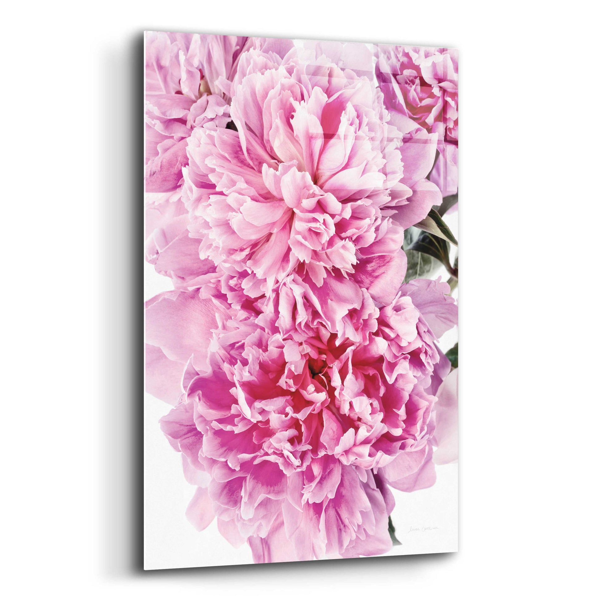 Epic Art 'Pink Peony Cluster' by Elise Catterall, Acrylic Glass Wall Art,12x16