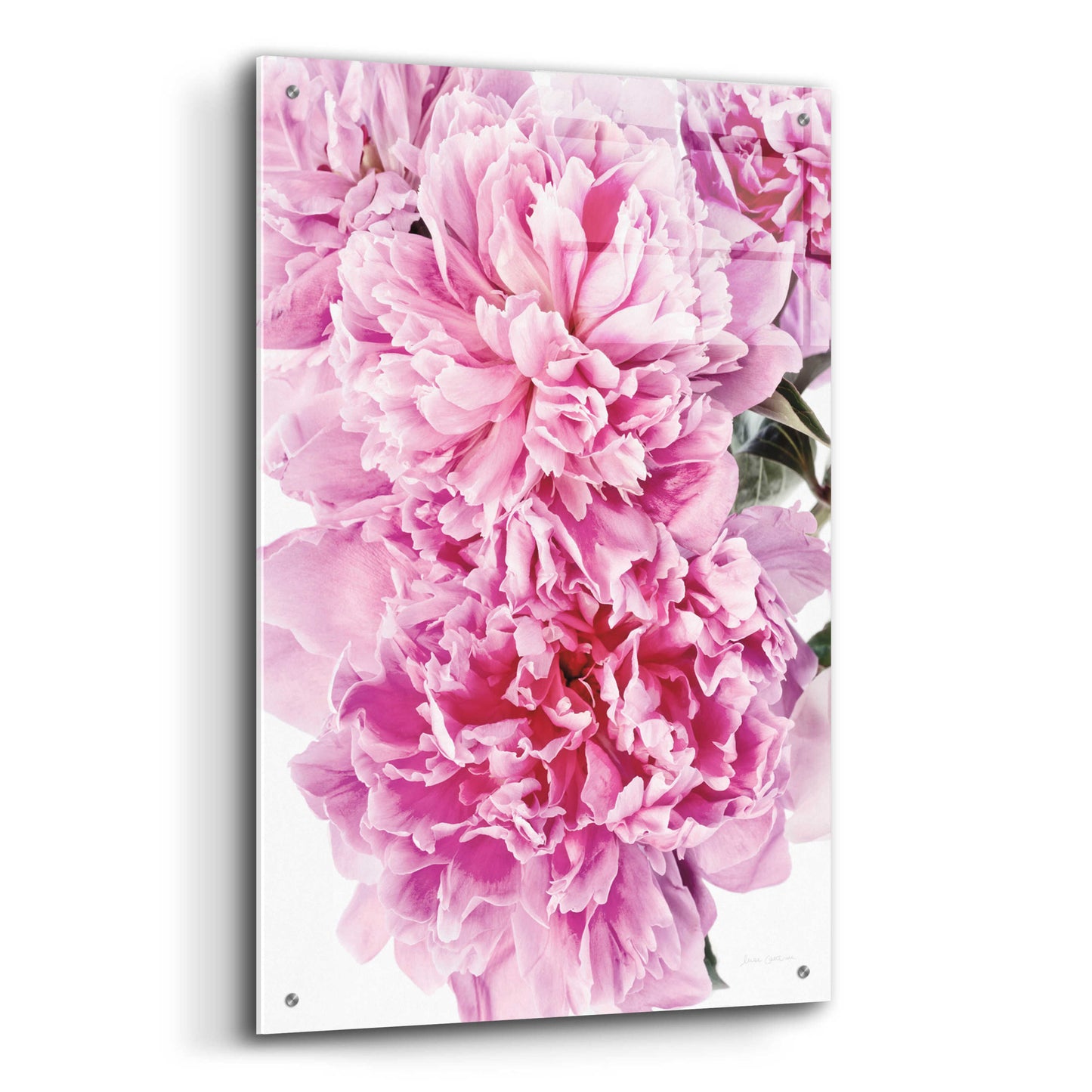 Epic Art 'Pink Peony Cluster' by Elise Catterall, Acrylic Glass Wall Art,24x36