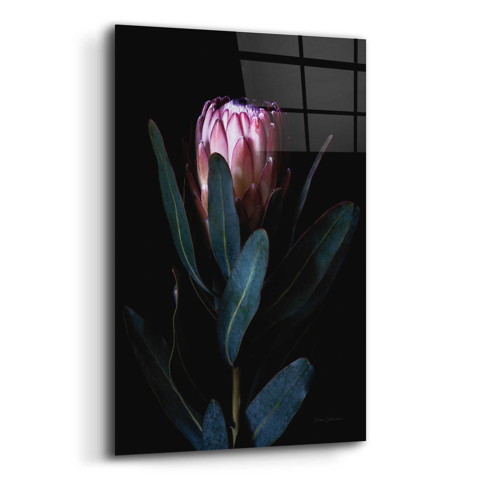 Epic Art 'Protea Portrait' by Elise Catterall, Acrylic Glass Wall Art,12x16