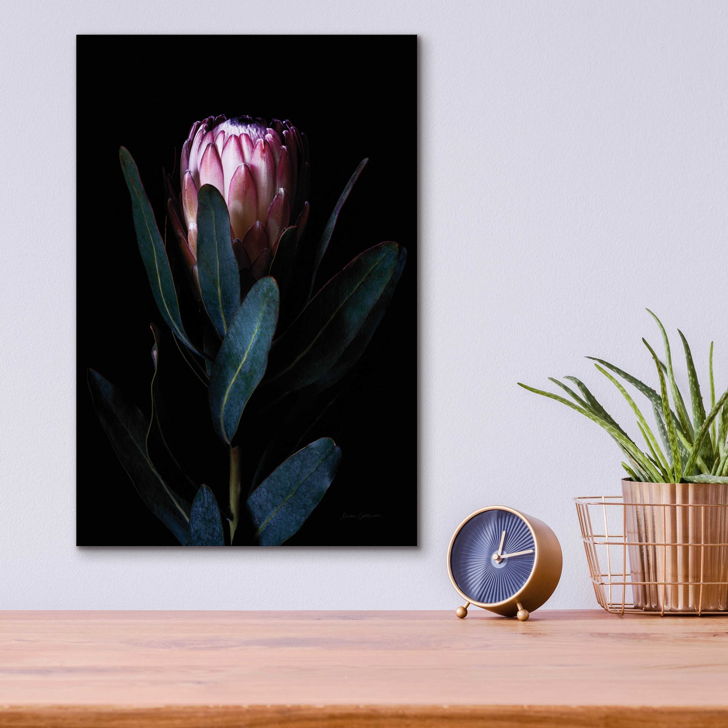 Epic Art 'Protea Portrait' by Elise Catterall, Acrylic Glass Wall Art,12x16