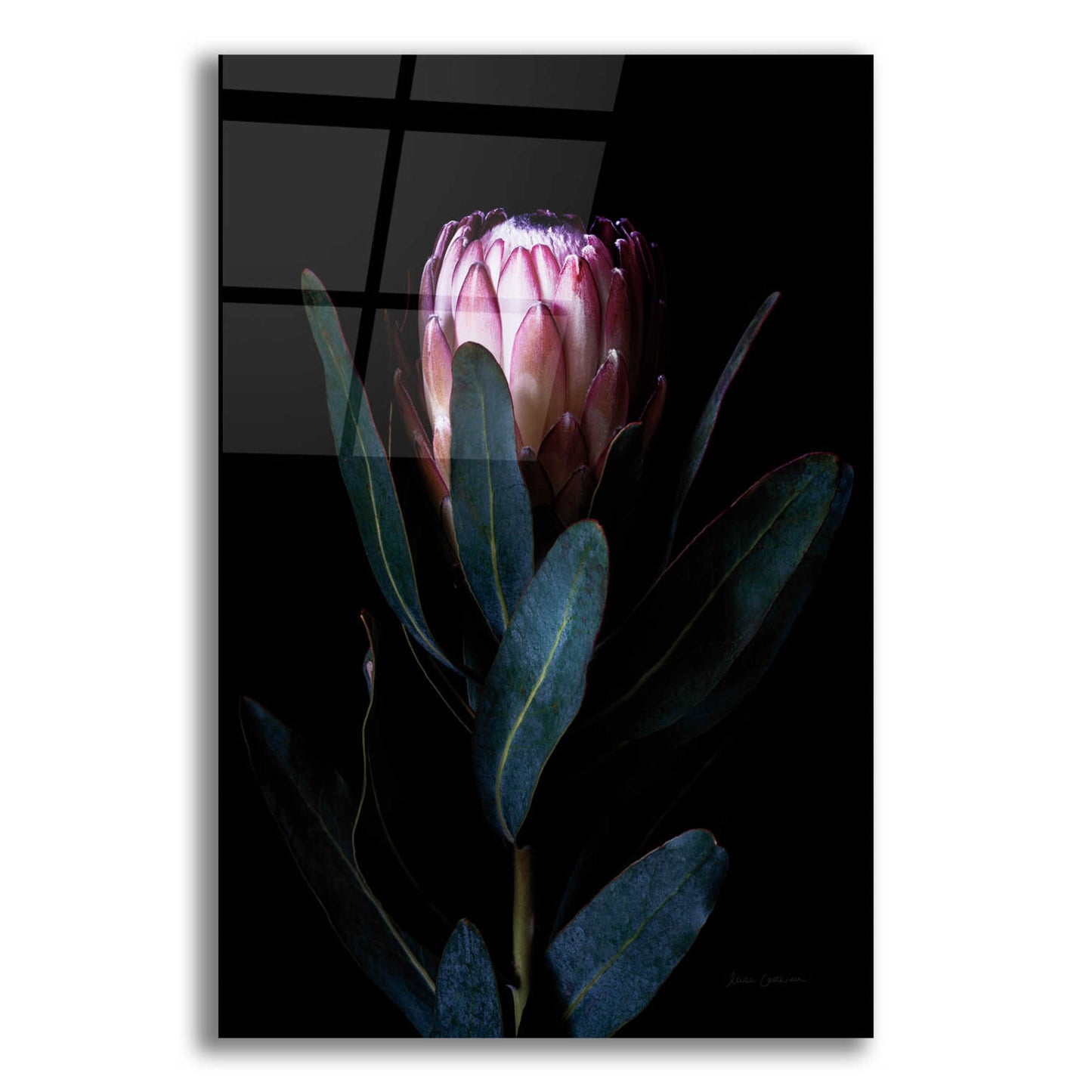 Epic Art 'Protea Portrait' by Elise Catterall, Acrylic Glass Wall Art,12x16