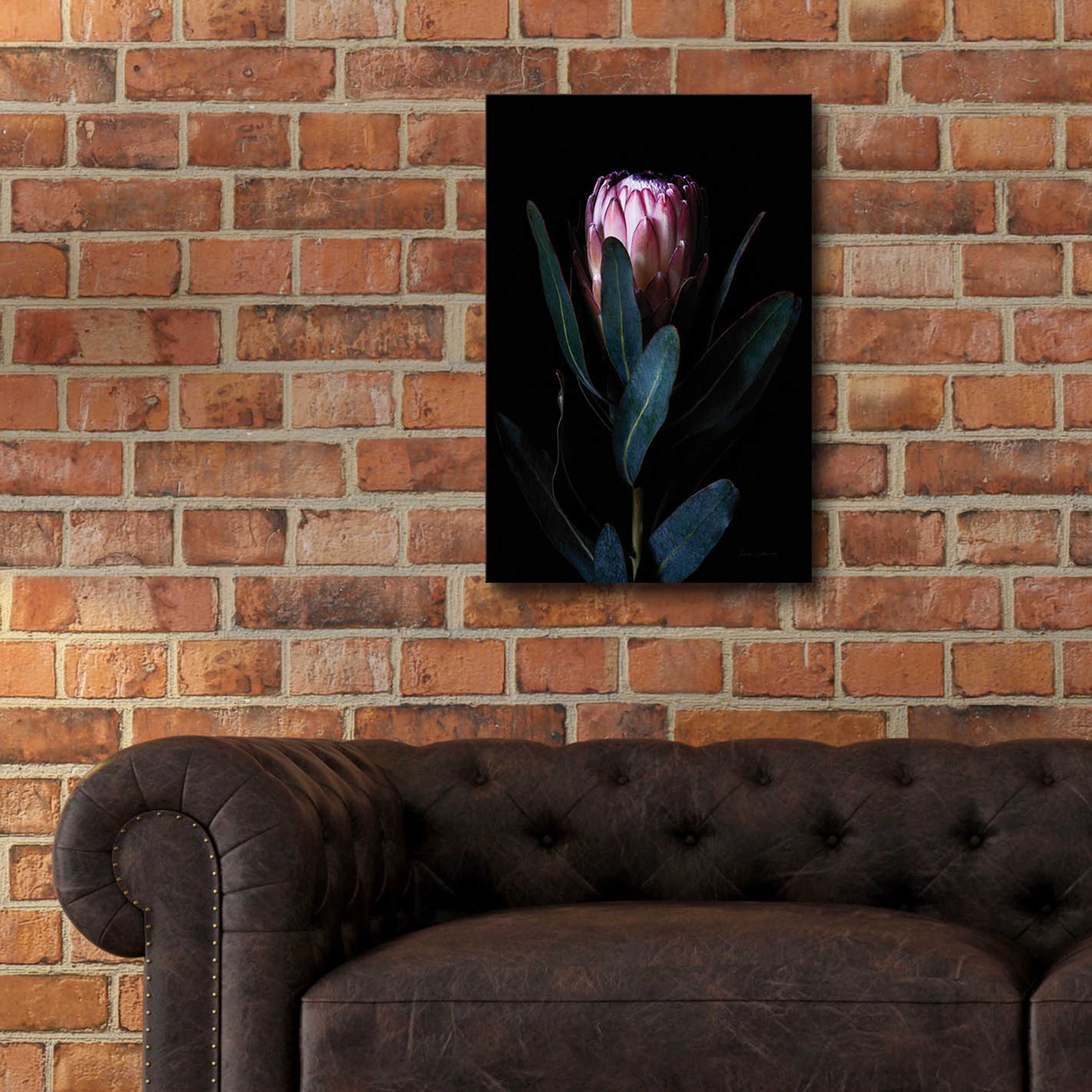 Epic Art 'Protea Portrait' by Elise Catterall, Acrylic Glass Wall Art,16x24