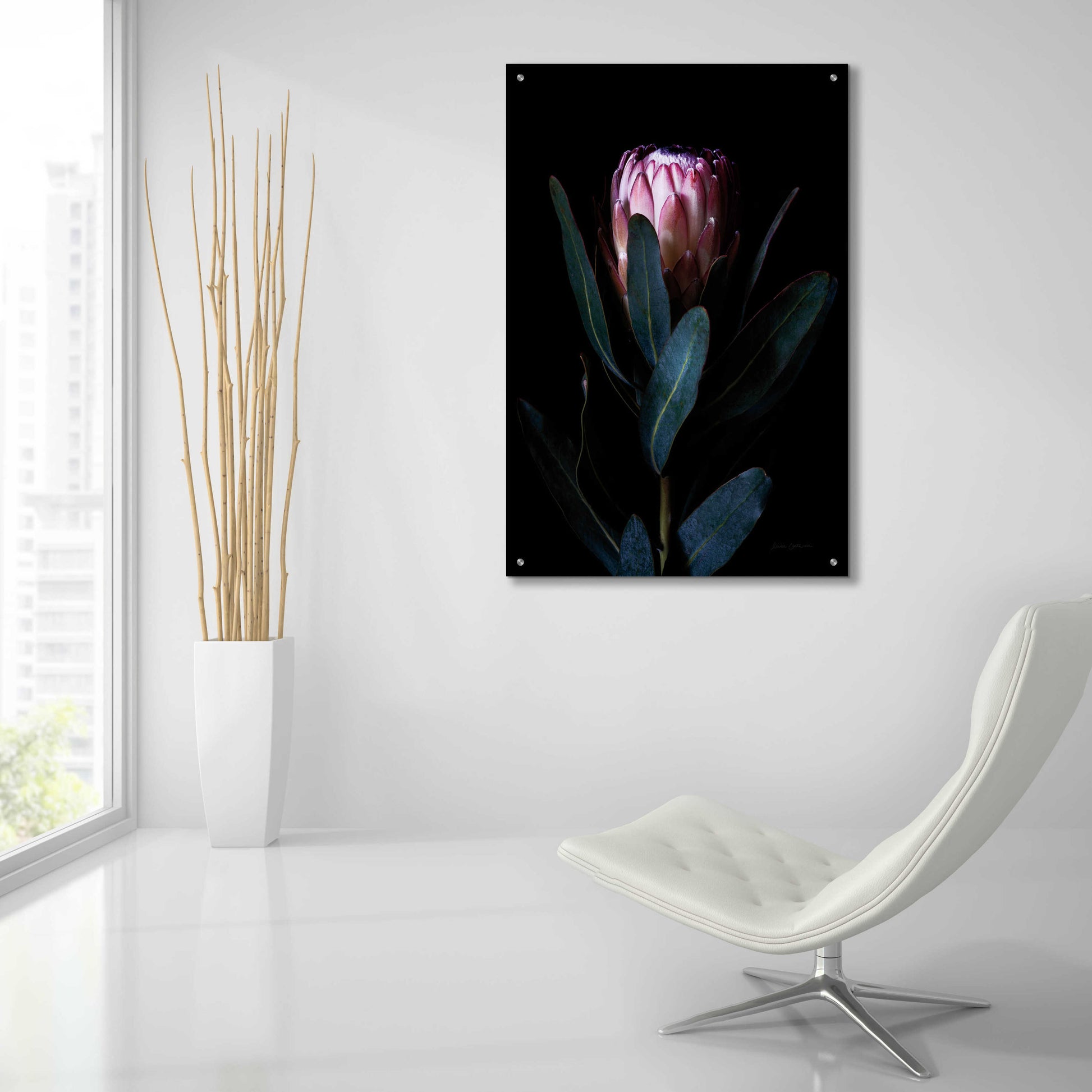 Epic Art 'Protea Portrait' by Elise Catterall, Acrylic Glass Wall Art,24x36