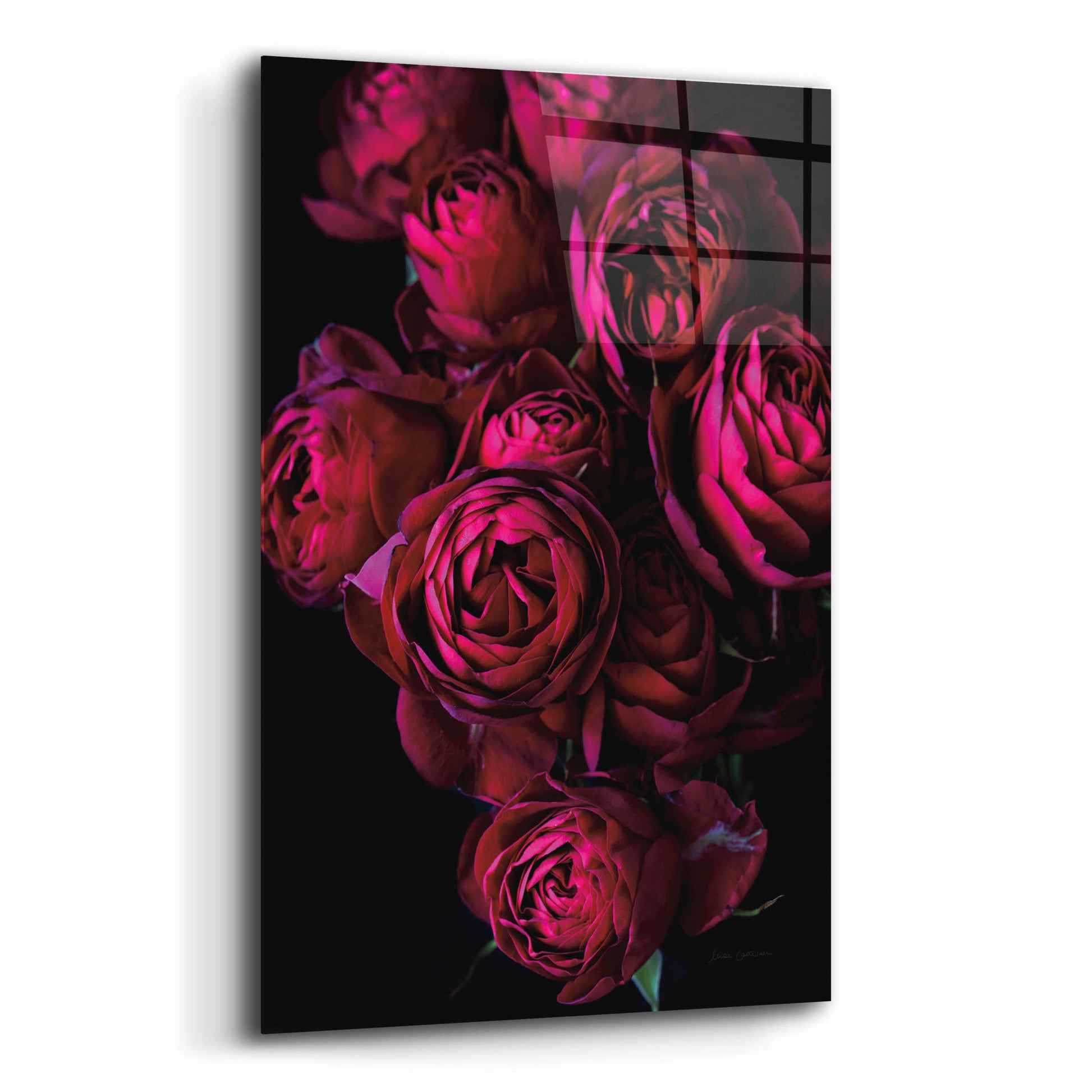 Epic Art 'Cabbage Roses' by Elise Catterall, Acrylic Glass Wall Art,12x16