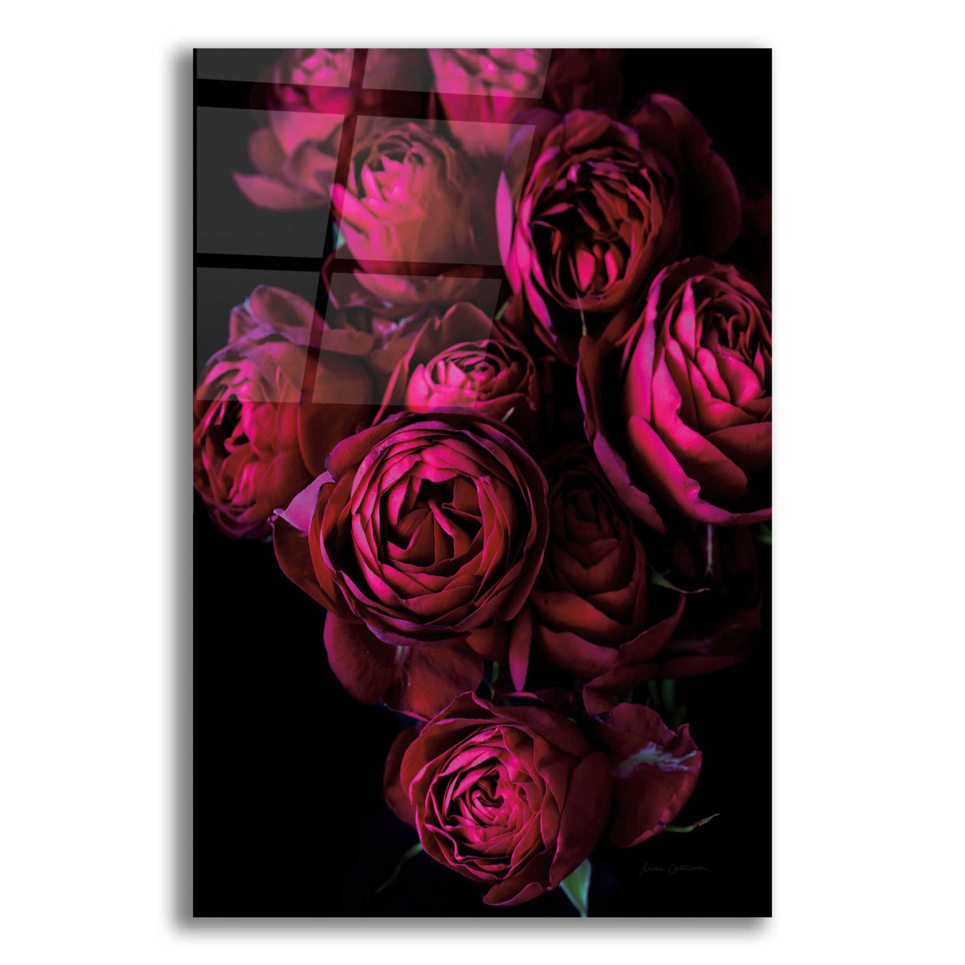 Epic Art 'Cabbage Roses' by Elise Catterall, Acrylic Glass Wall Art,12x16