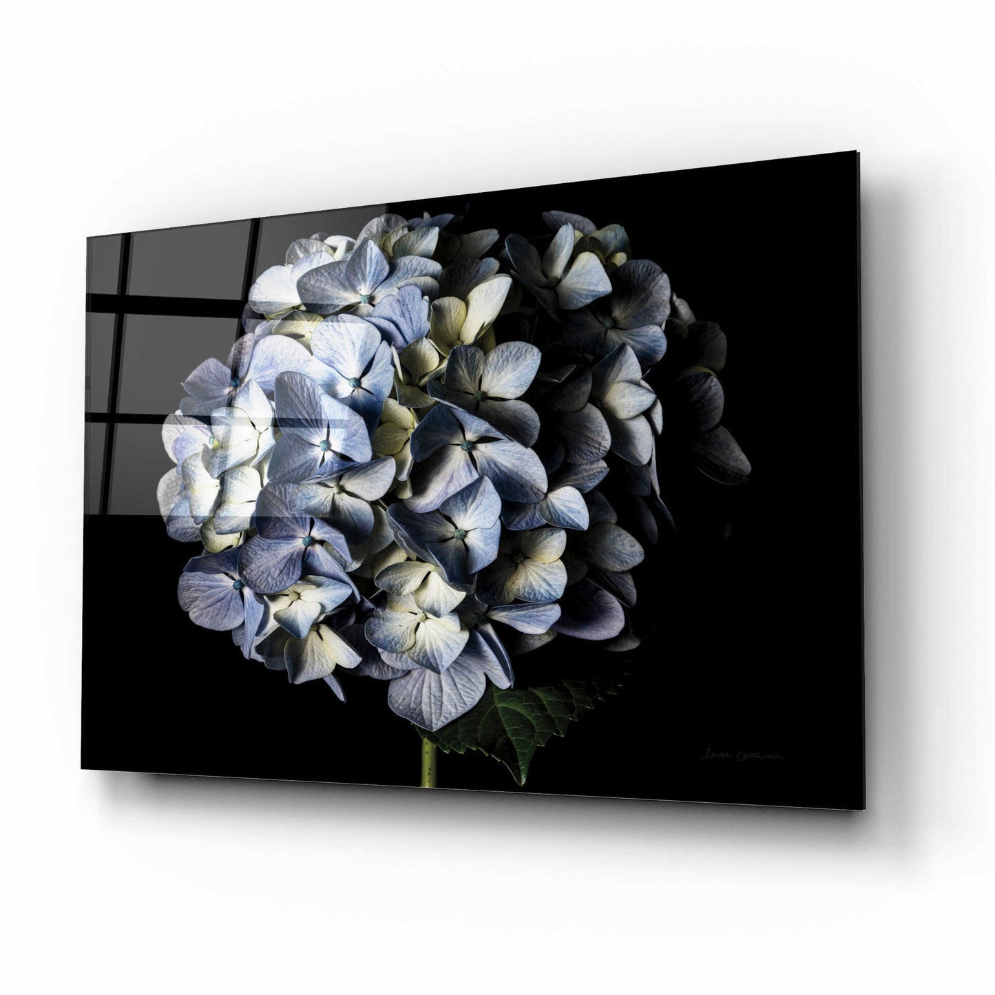 Epic Art 'Pale Blue Hydrangea' by Elise Catterall, Acrylic Glass Wall Art,16x12