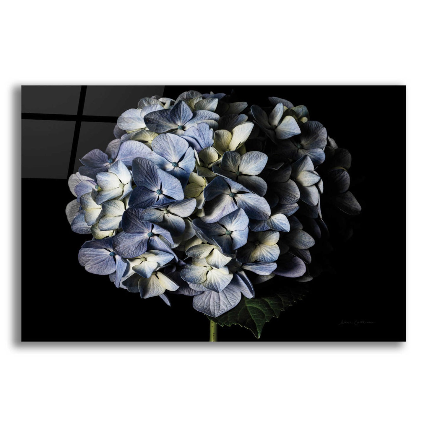 Epic Art 'Pale Blue Hydrangea' by Elise Catterall, Acrylic Glass Wall Art,16x12